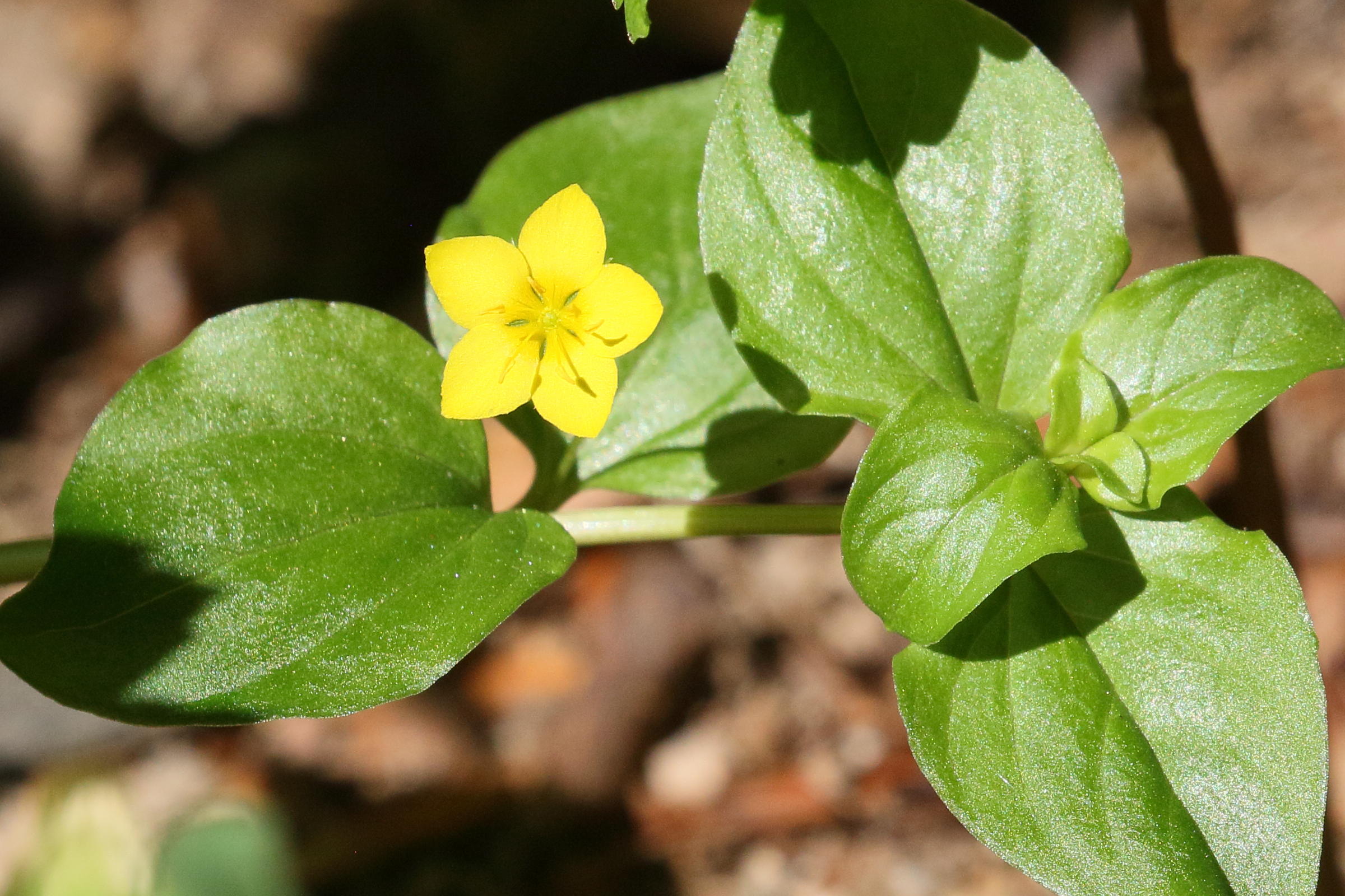 lysimachia_nemorum5bd