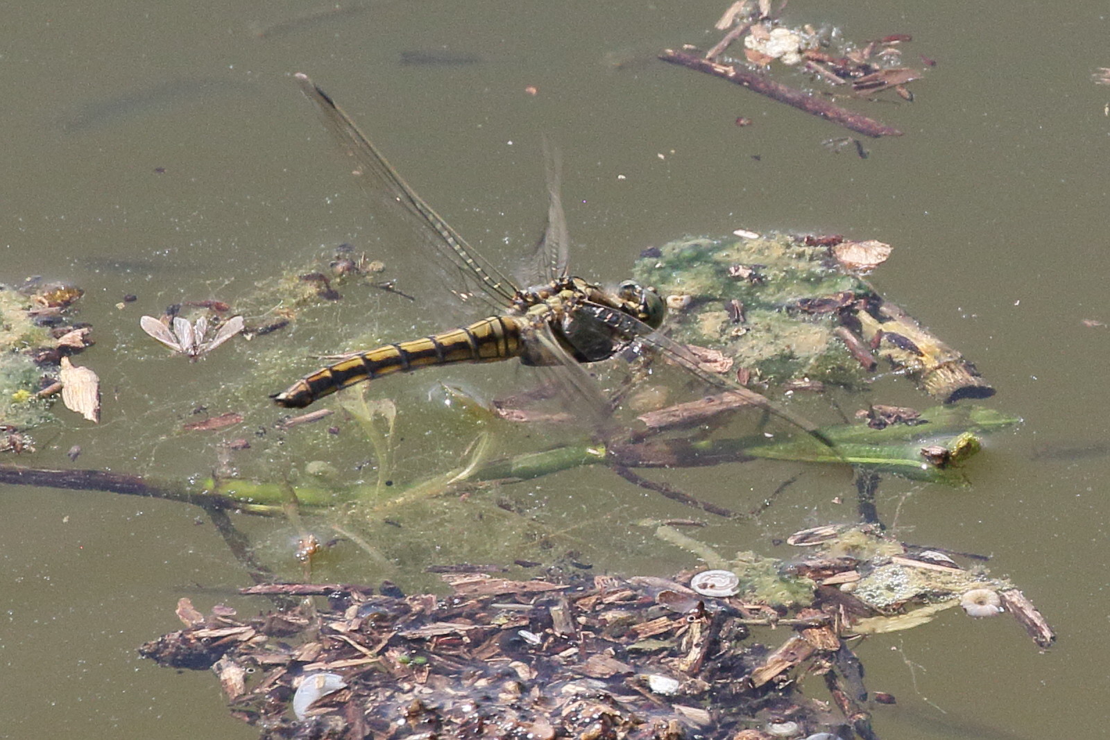 orthetrum_cancellatum10bd