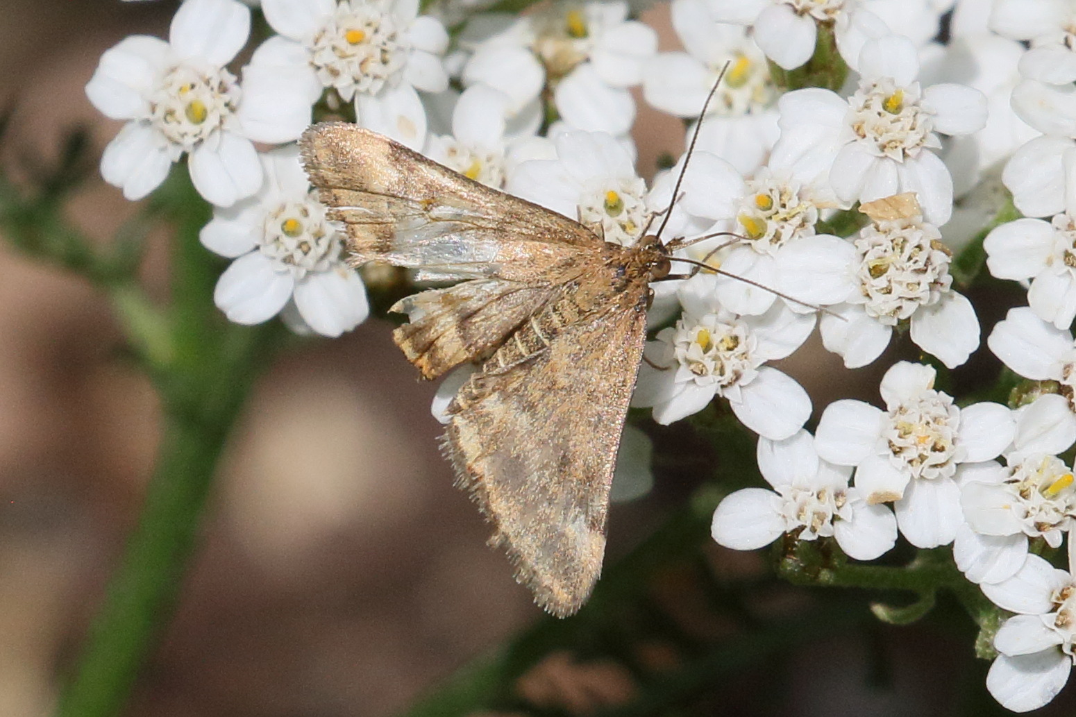 pyrausta_despicata11bd