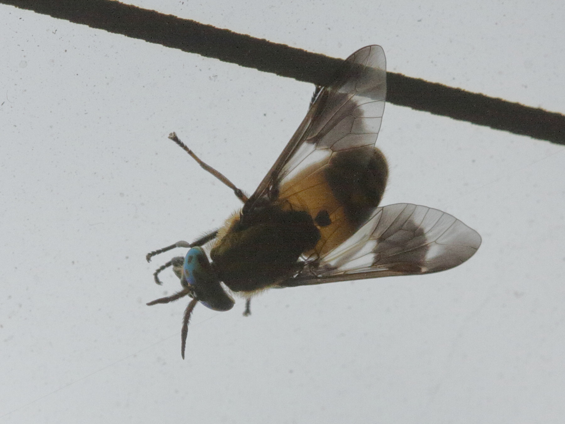chrysops_viduatus1bd