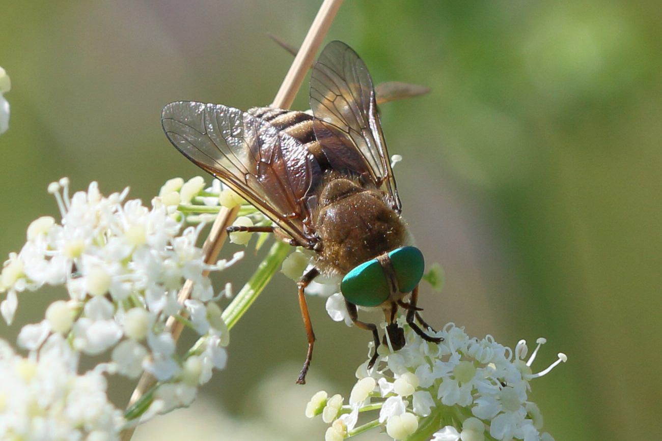 hybomitra_montana1bd