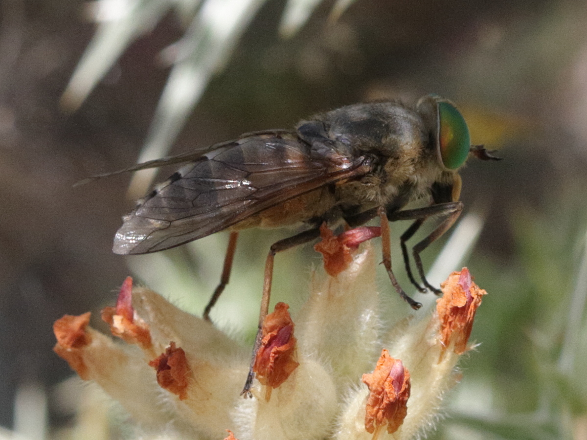 hybomitra_montana2md