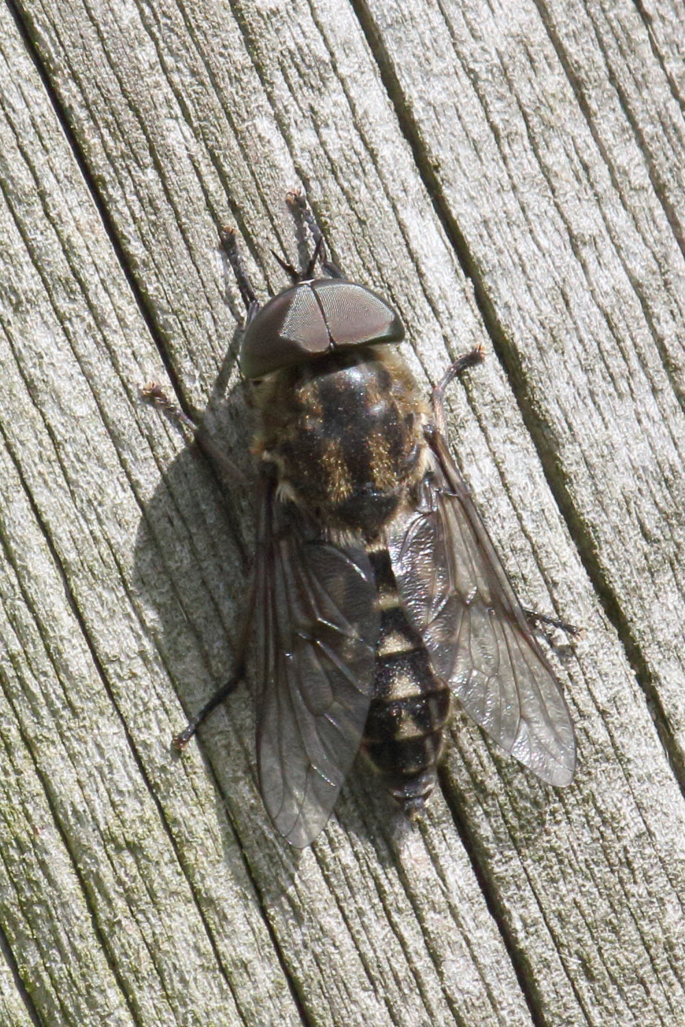 tabanus_autumnalis3bd