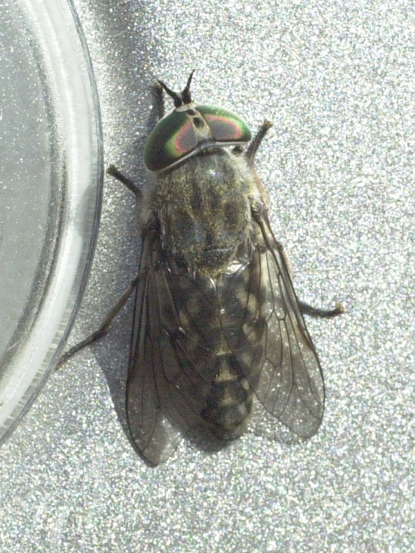 tabanus_bromius1md