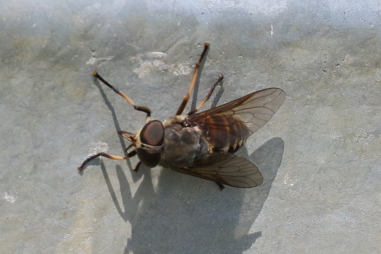 tabanus_sudeticus1bd