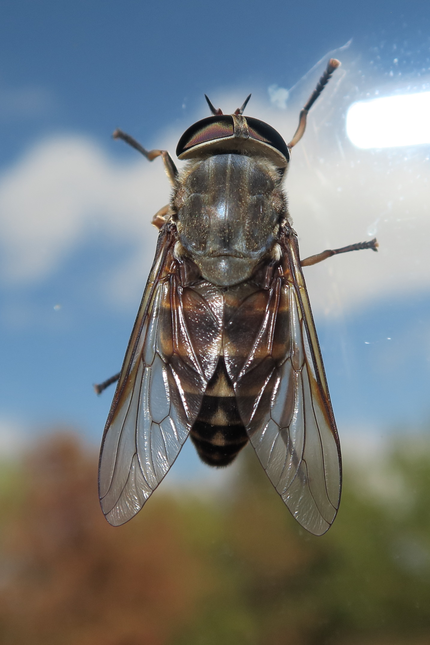 tabanus_sudeticus2md