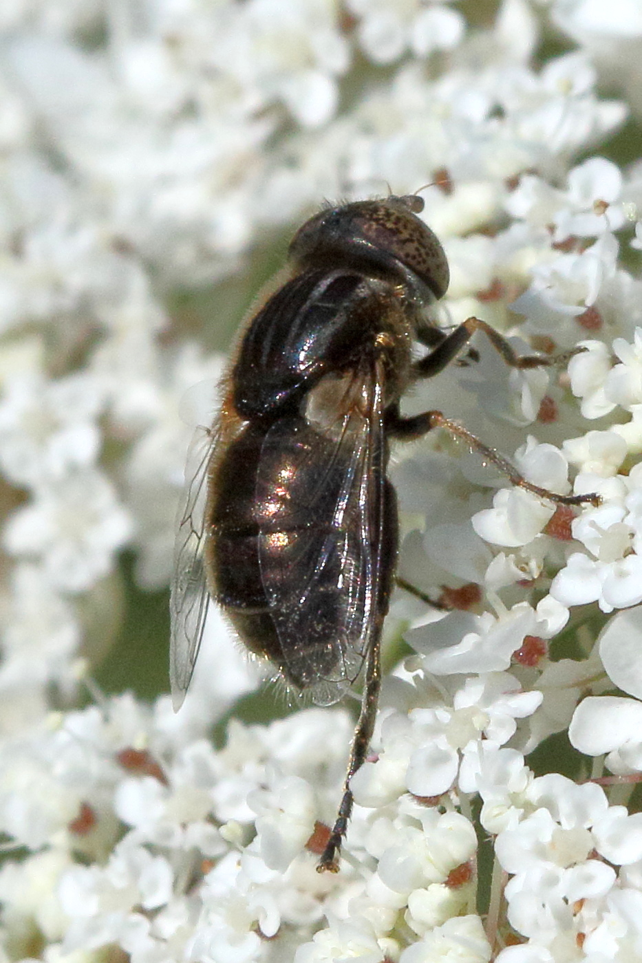 eristalinus_sepulchralis2md