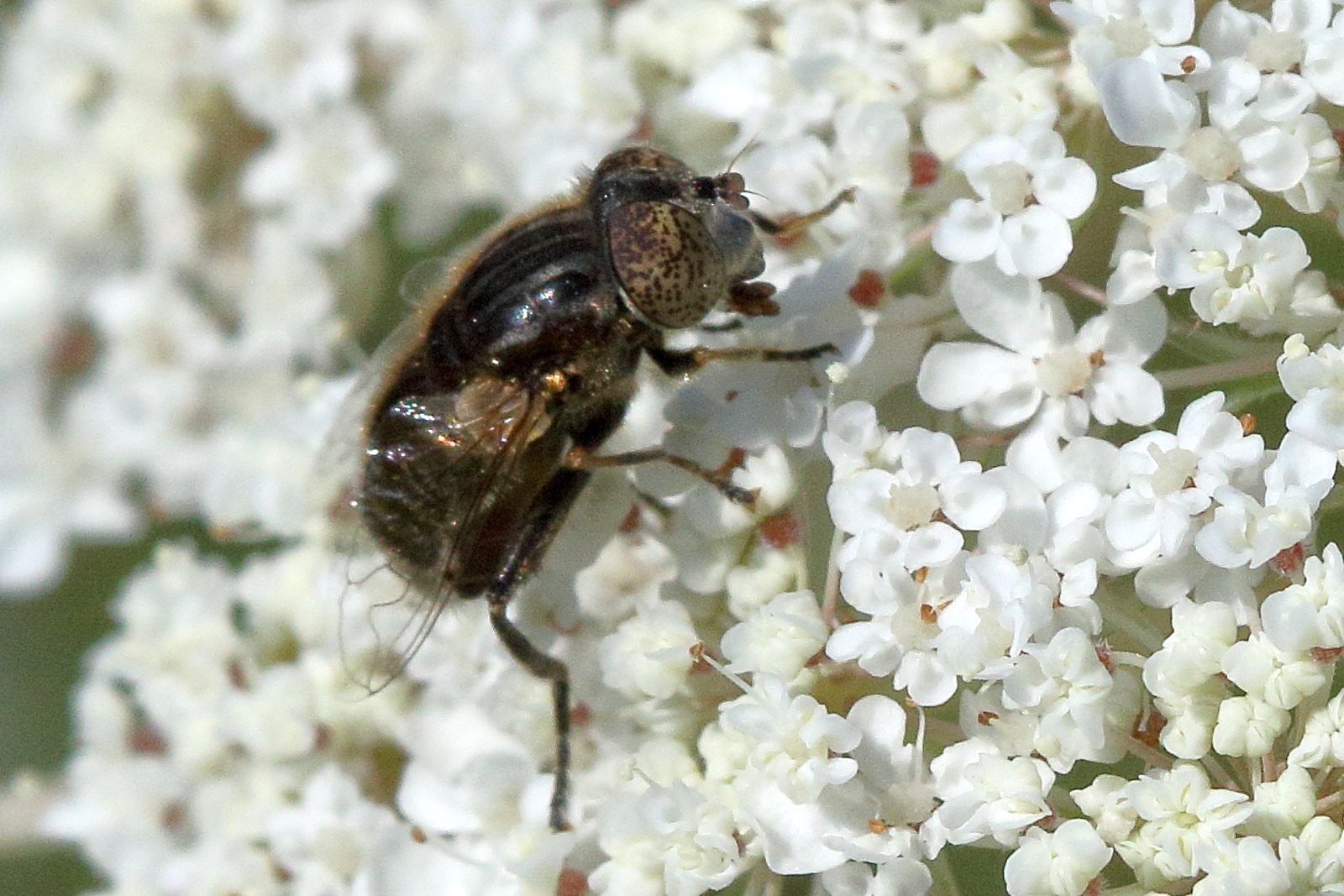 eristalinus_sepulchralis3md
