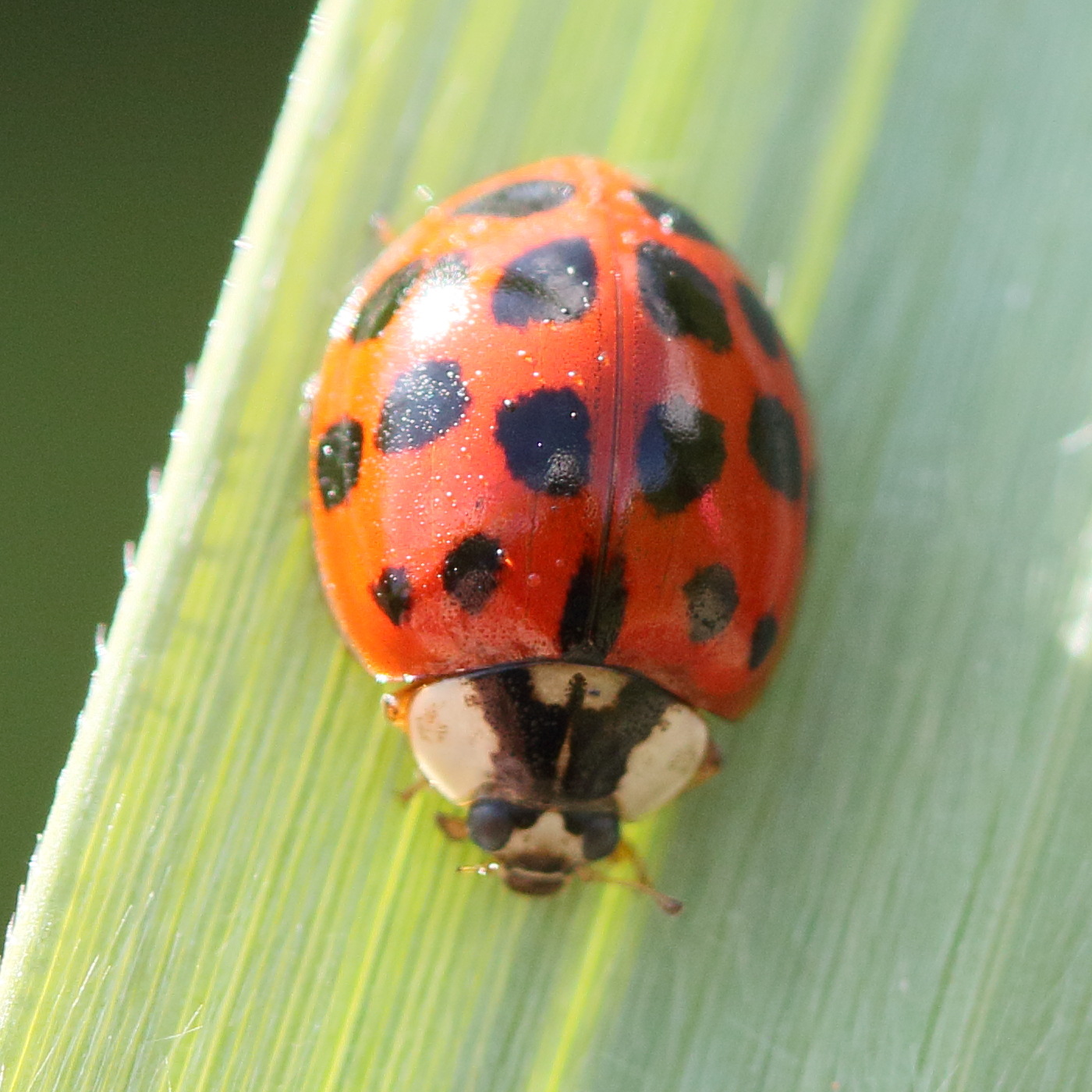 Afficher le média harmonia_axyridis17md harmonia_axyridis17md