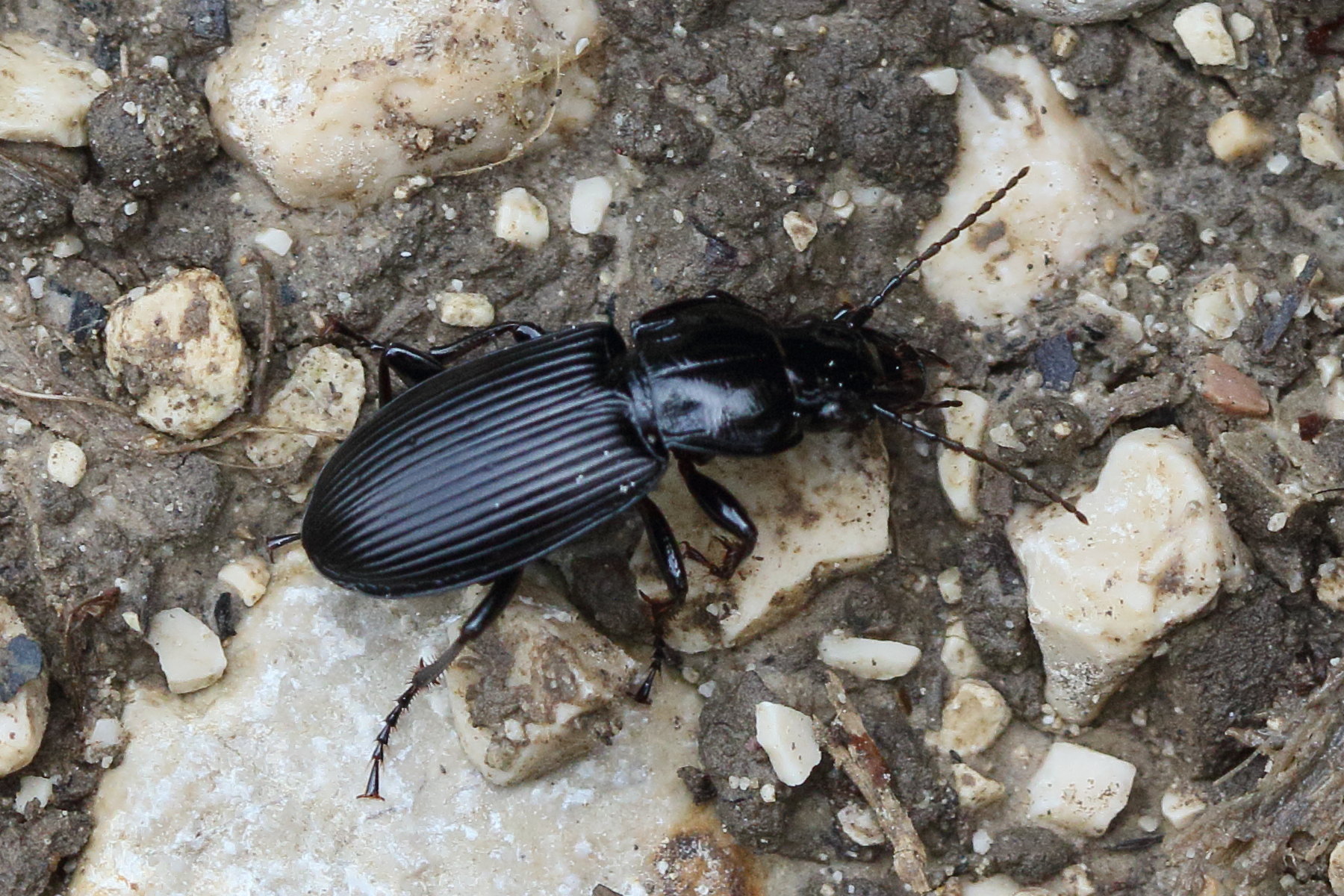 pterostichus_niger4md