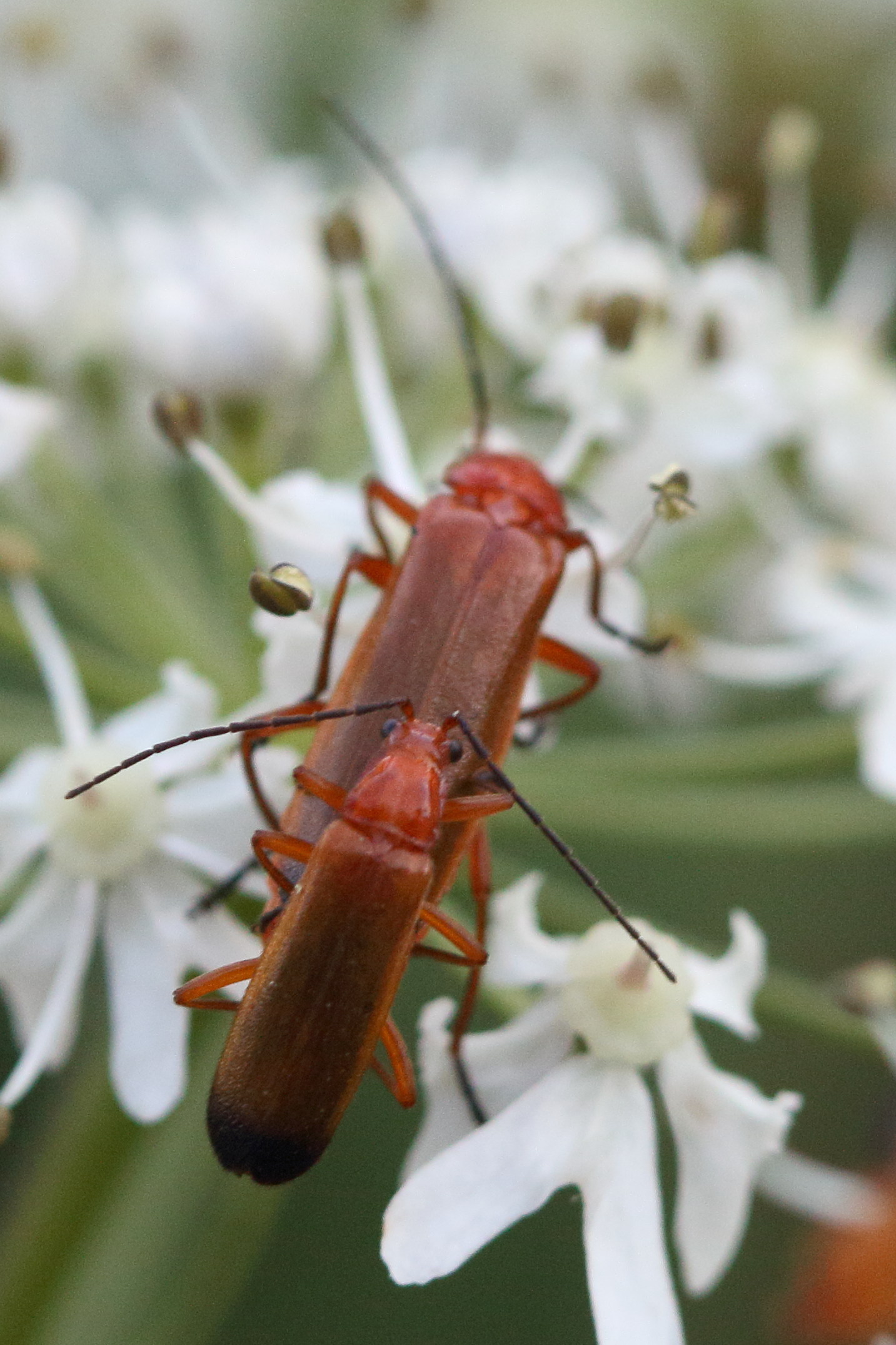 rhagonycha_fulva7md