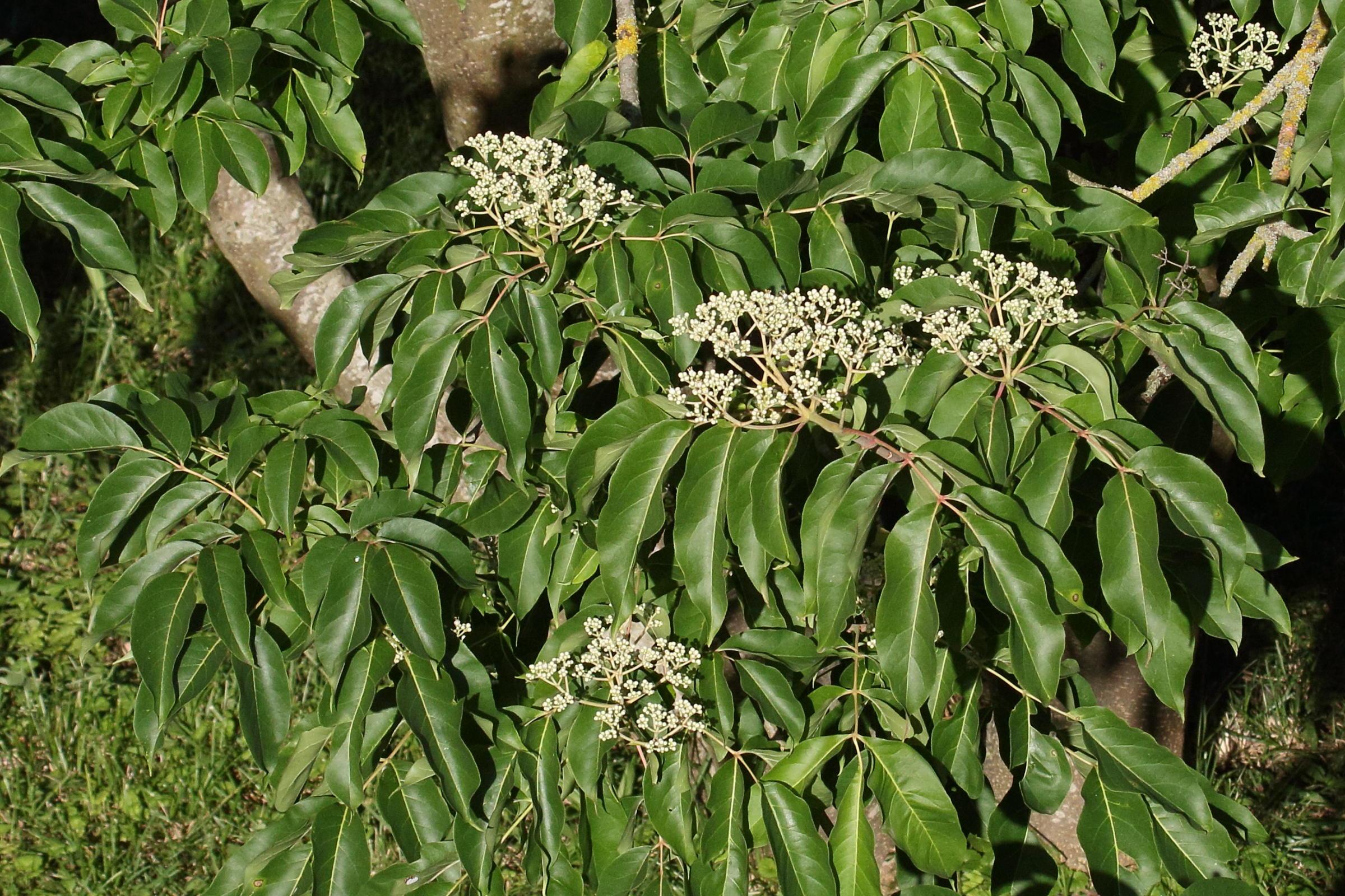 Afficher le média tetradium_daniellii5md tetradium_daniellii5md