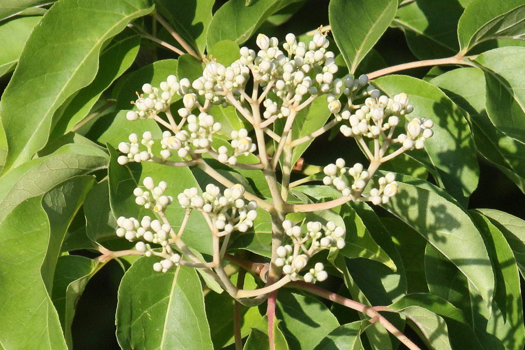 Afficher le média tetradium_daniellii6md tetradium_daniellii6md