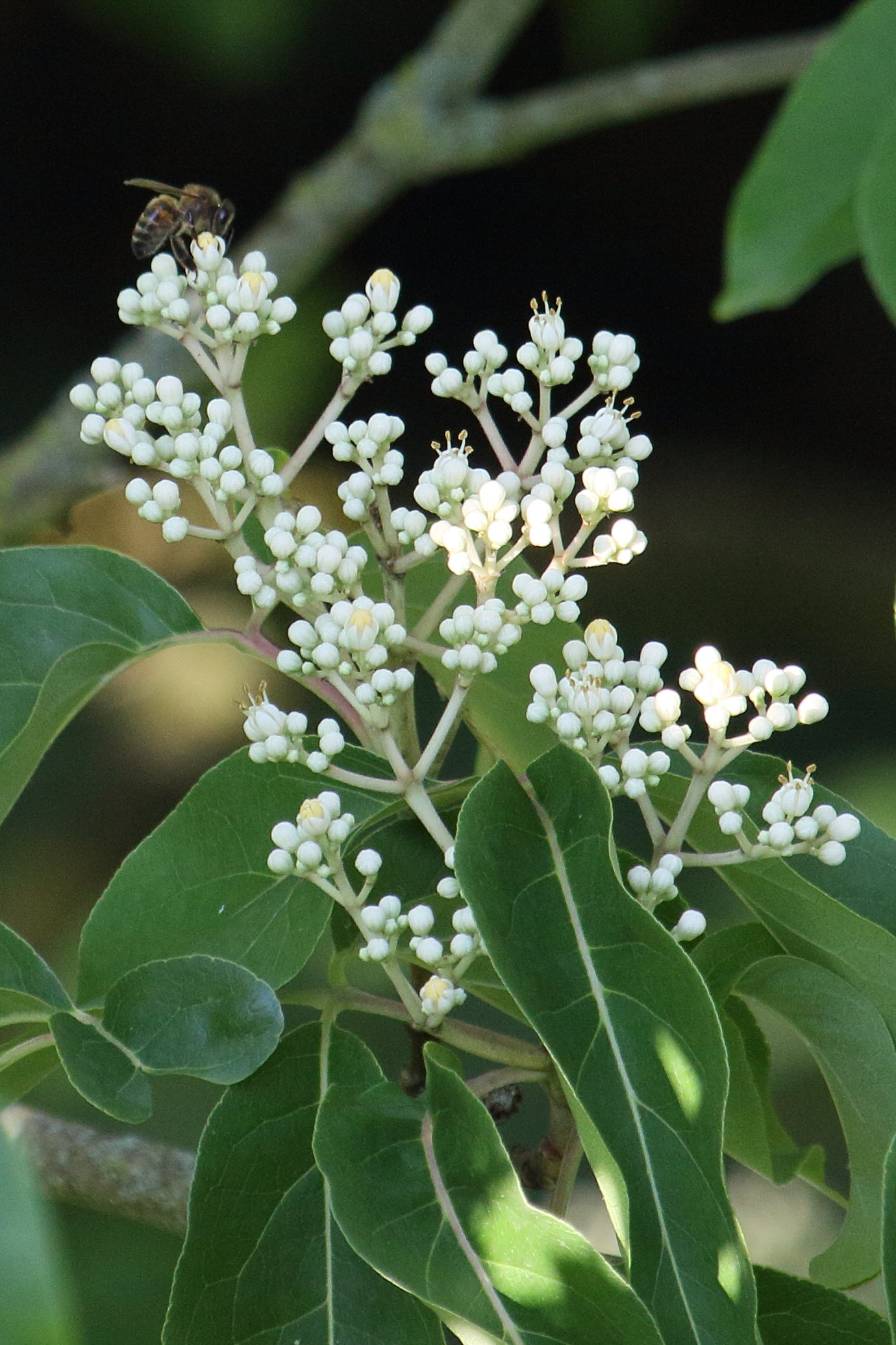 Afficher le média tetradium_daniellii7md tetradium_daniellii7md