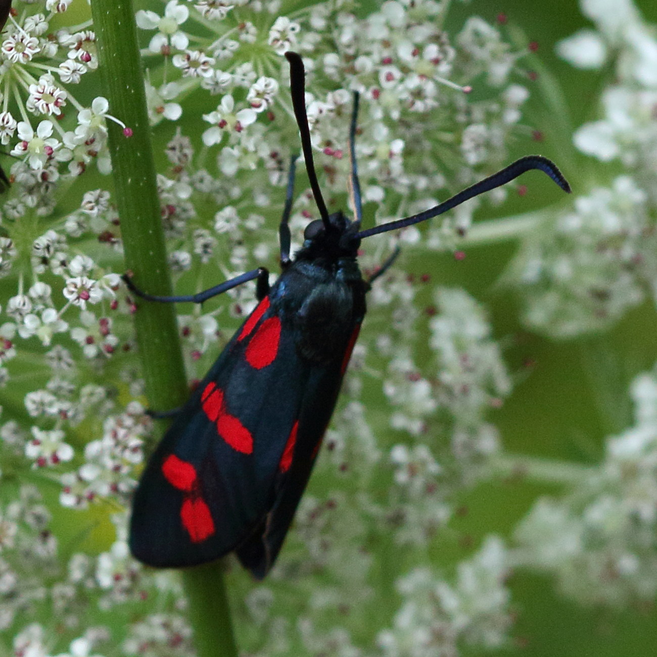 zygaena_filipendulae6md