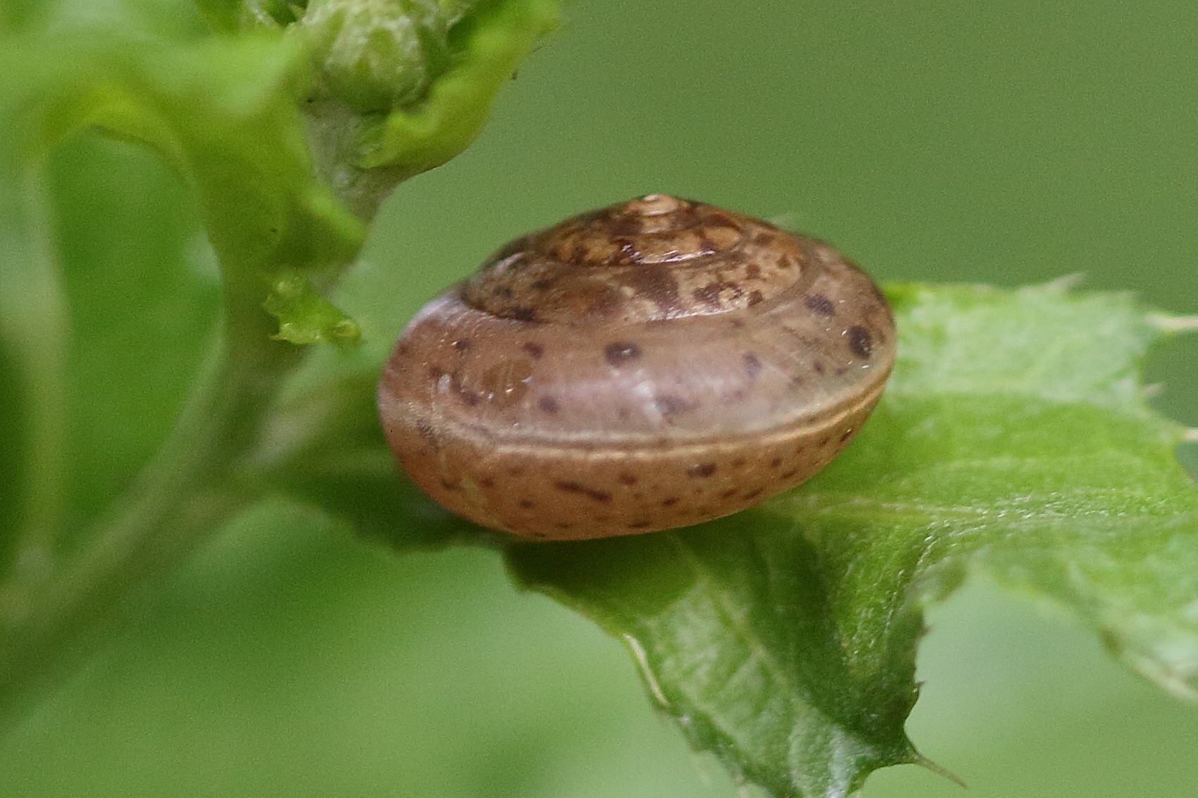 hygromia_cinctella1md