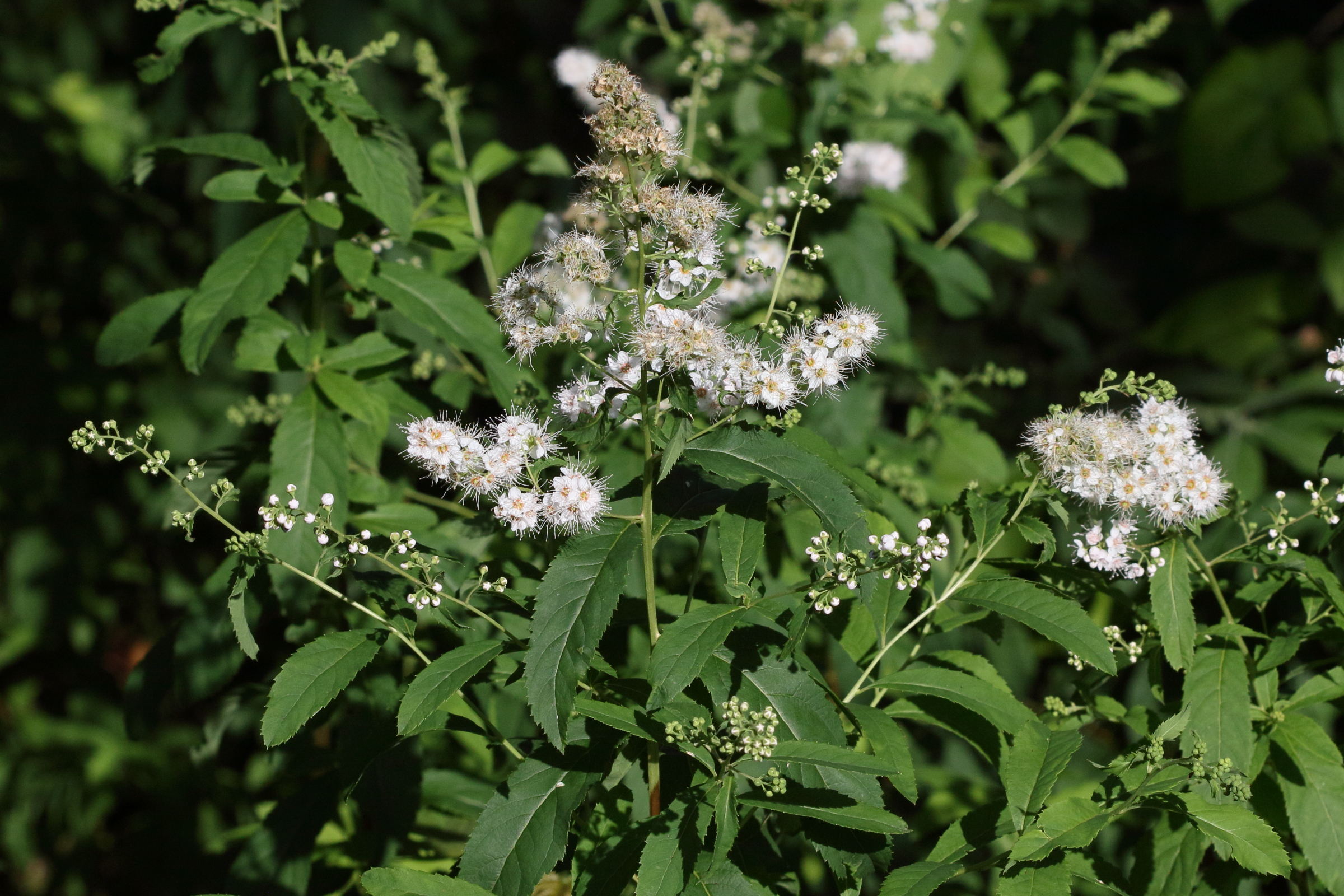 spiraea_alba1md