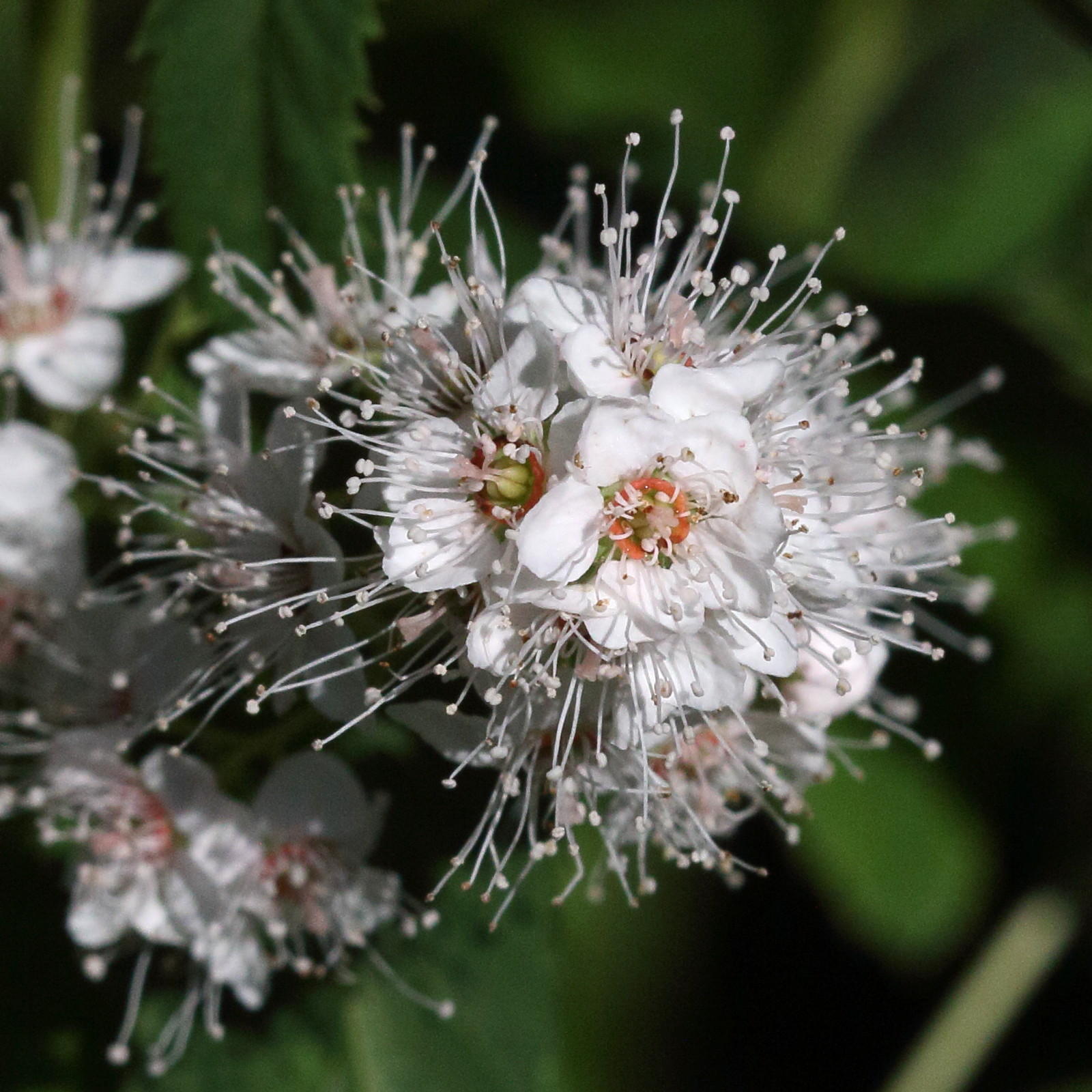 spiraea_alba2md