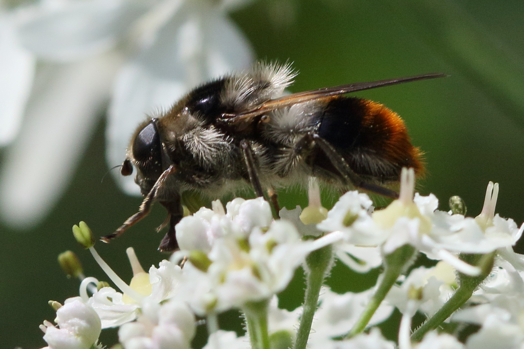 cheilosia_illustrata5md