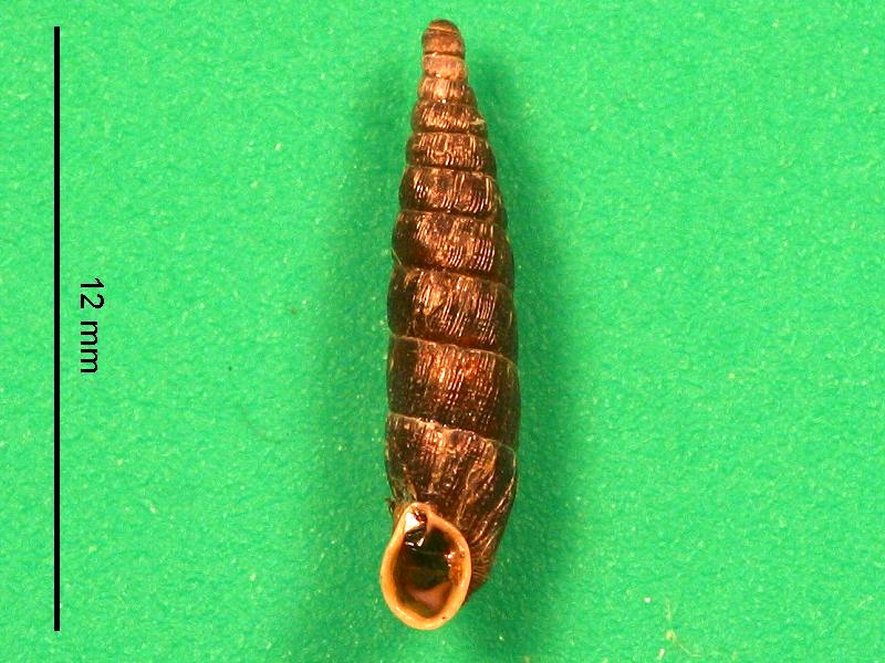 clausilia_bidentata1bmd