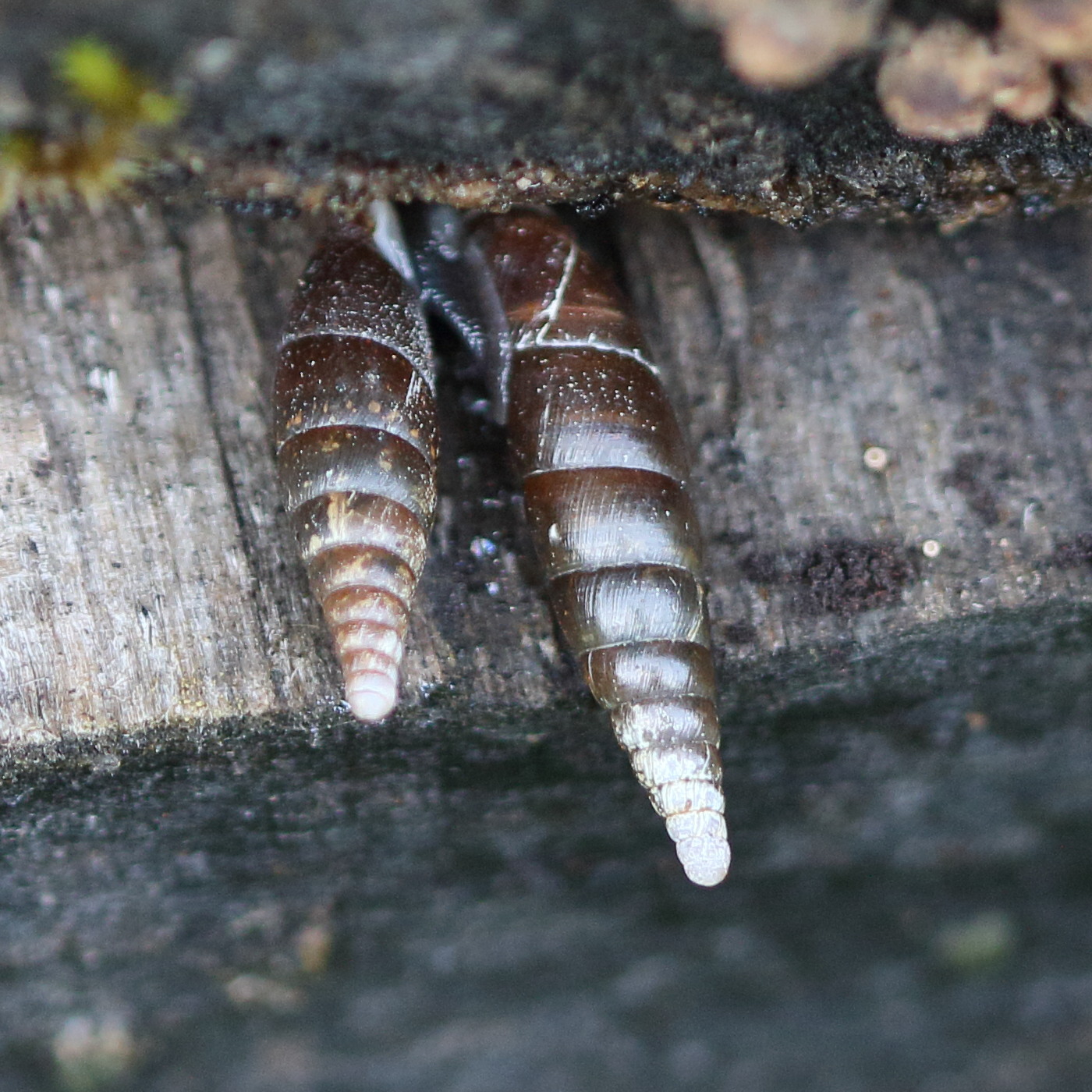 clausilia_bidentata2md