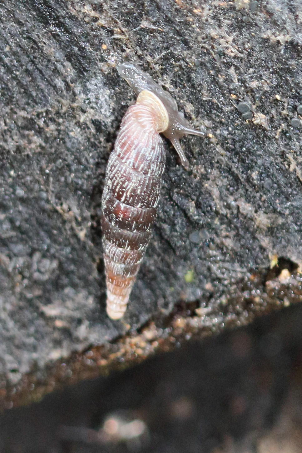 clausilia_bidentata3md