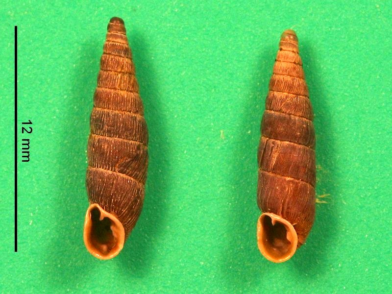 clausilia_dubia1bmd