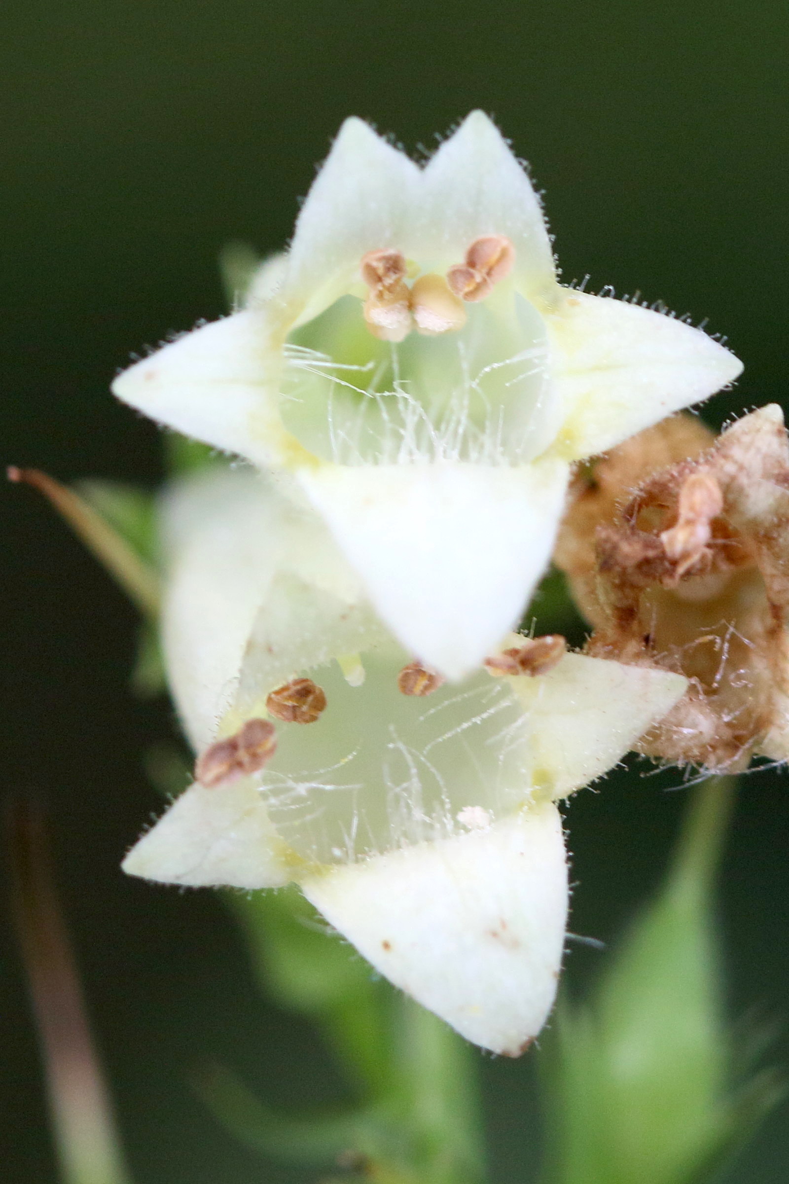 Afficher le média digitalis_lutea7md digitalis_lutea7md