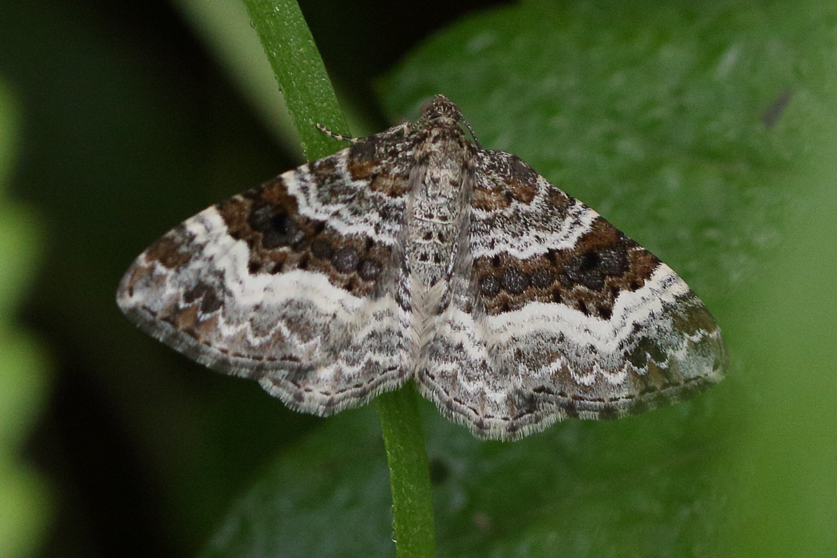 epirrhoe_alternata4md