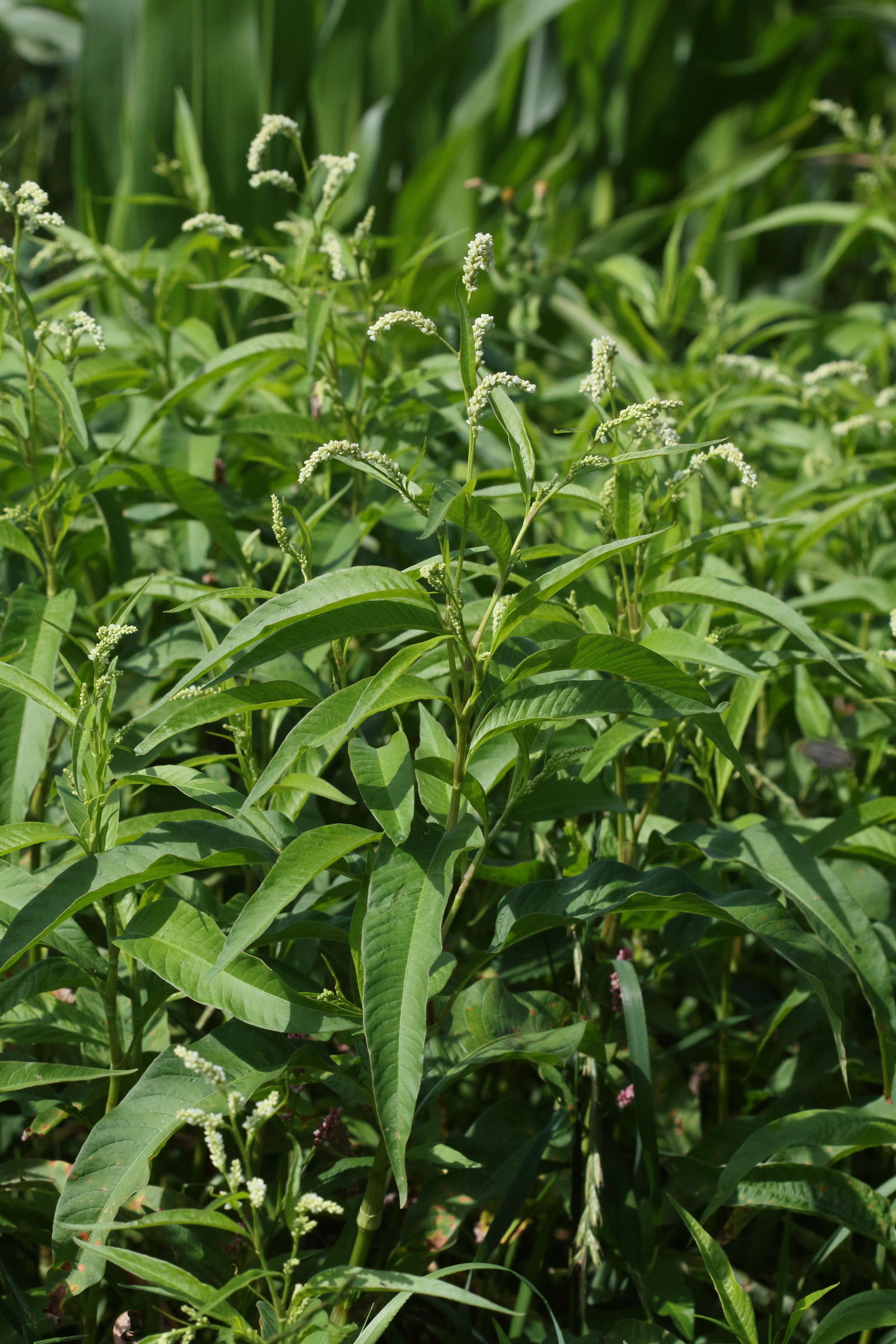 Afficher le média persicaria_lapathifolia4md persicaria_lapathifolia4md