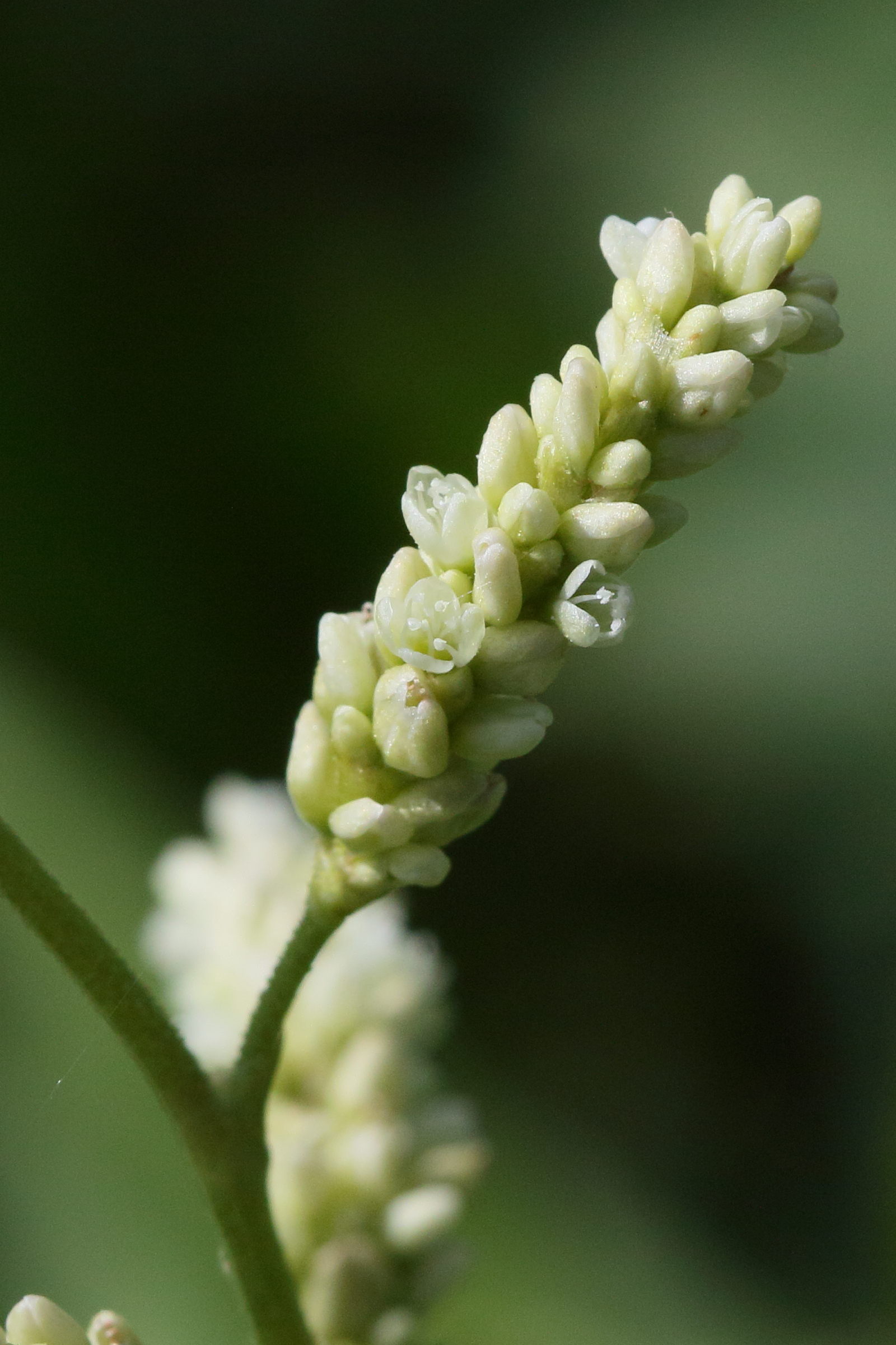 Afficher le média persicaria_lapathifolia5md persicaria_lapathifolia5md