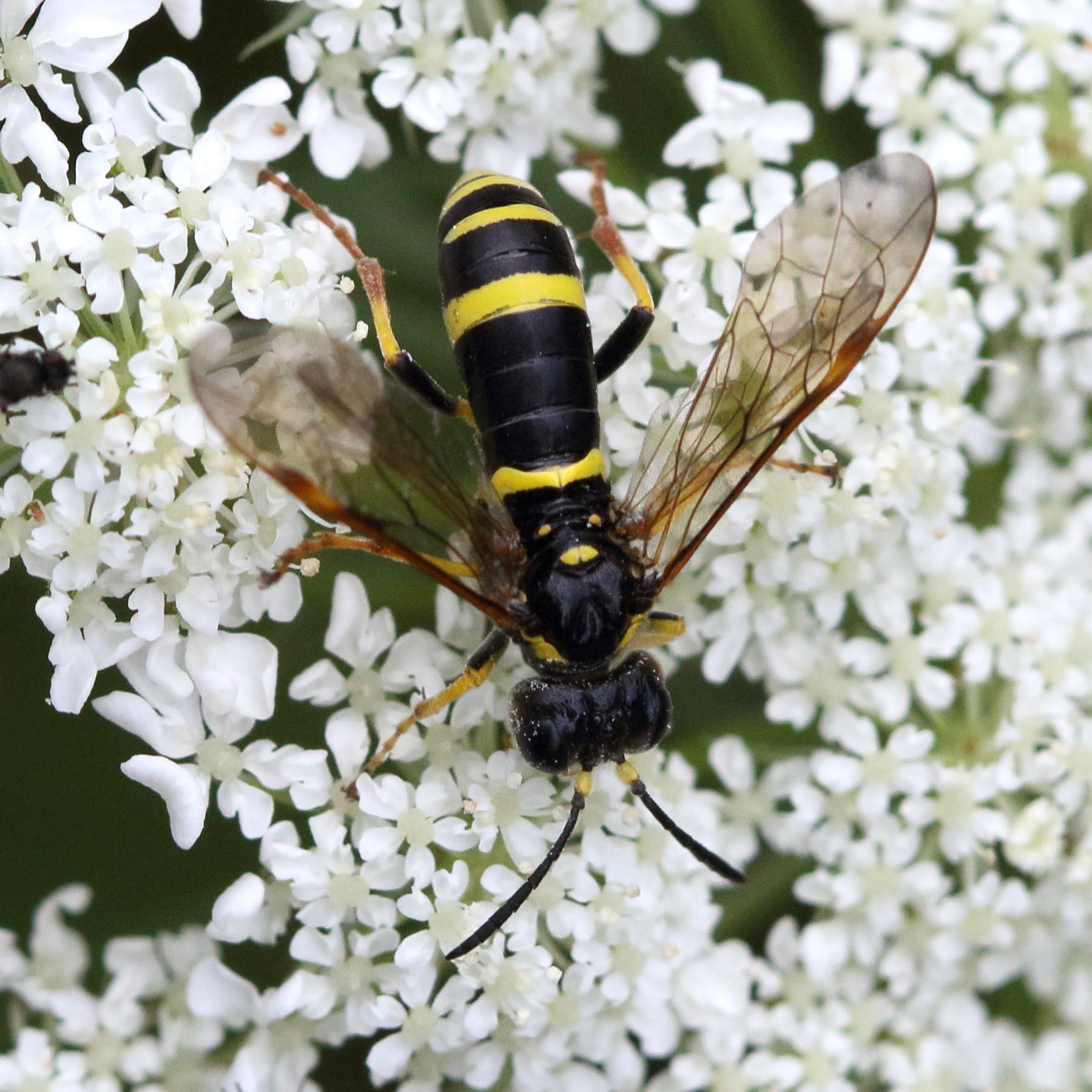 tenthredo_amoena2mdjpg