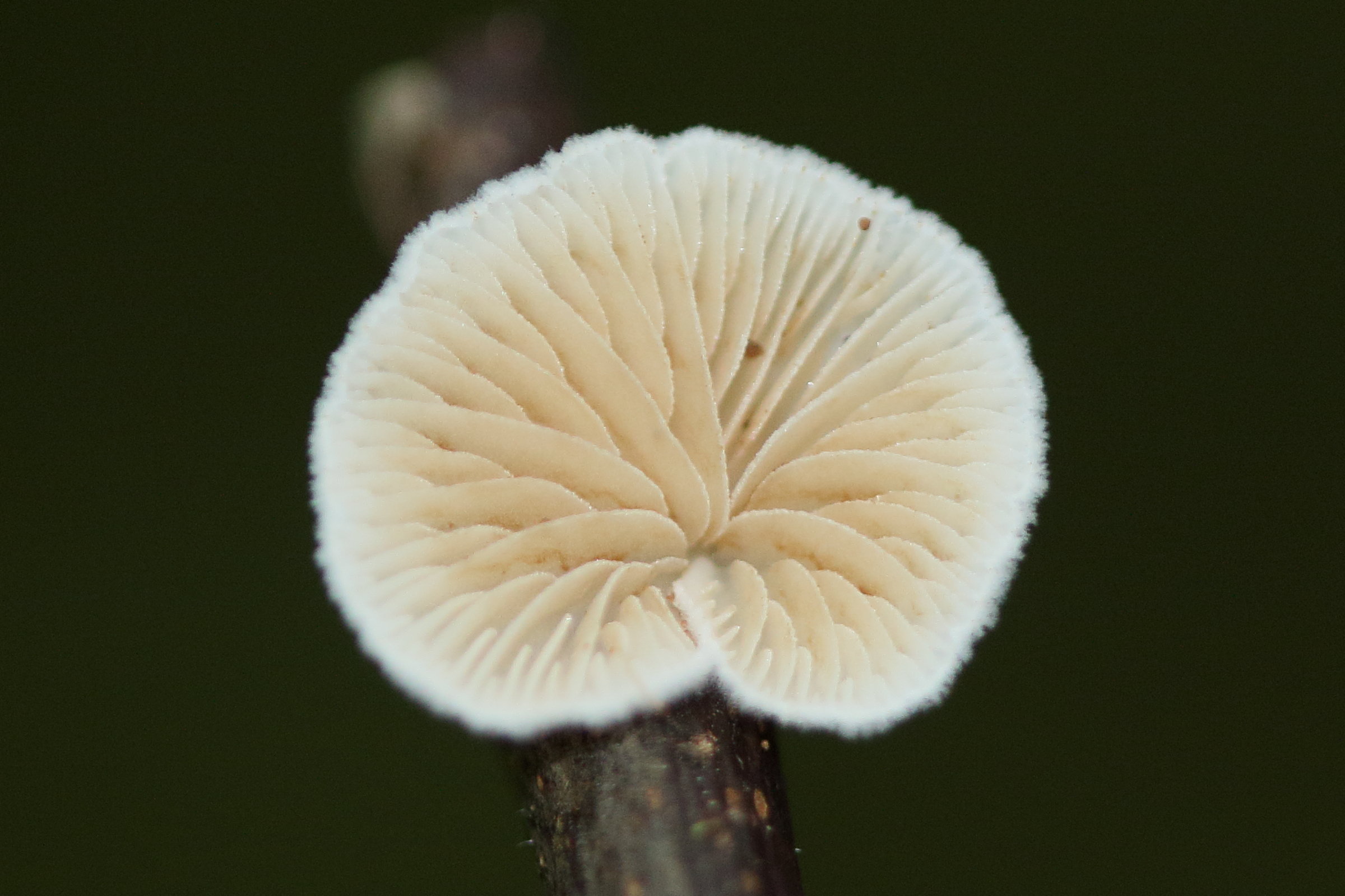 Afficher le média crepidotus_variabilis3md crepidotus_variabilis3md