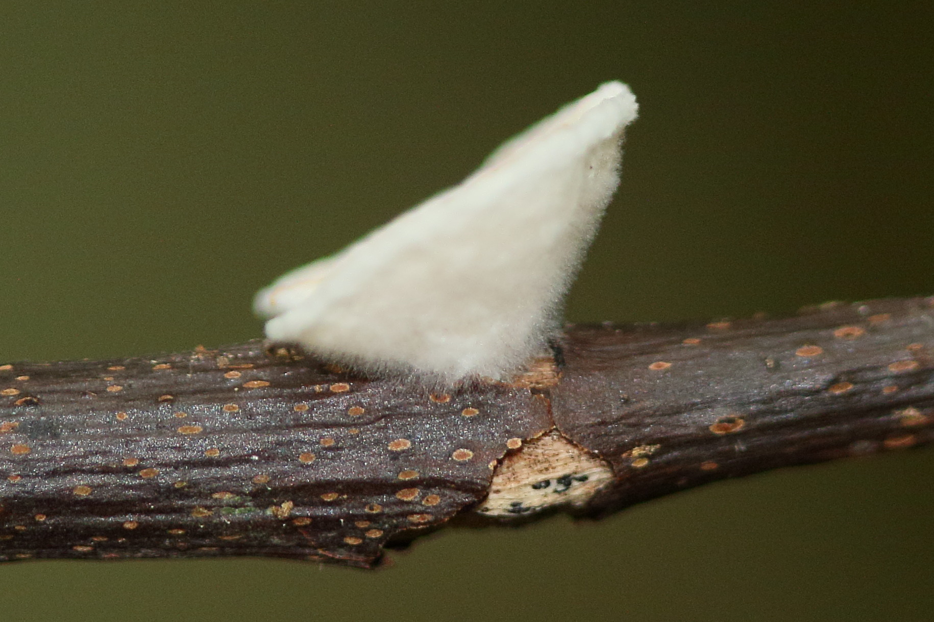 Afficher le média crepidotus_variabilis4md crepidotus_variabilis4md