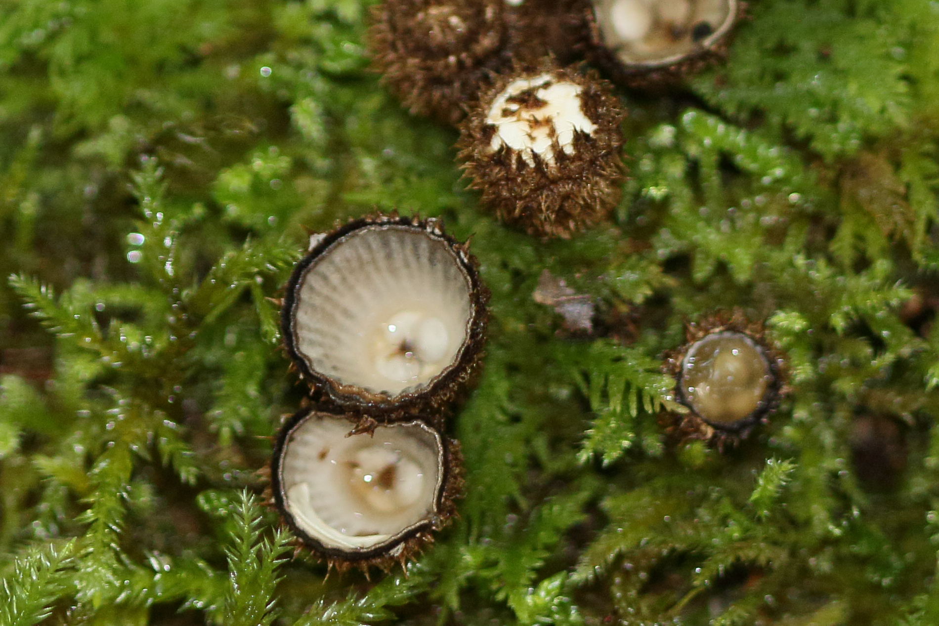 cyathus_striatus2md