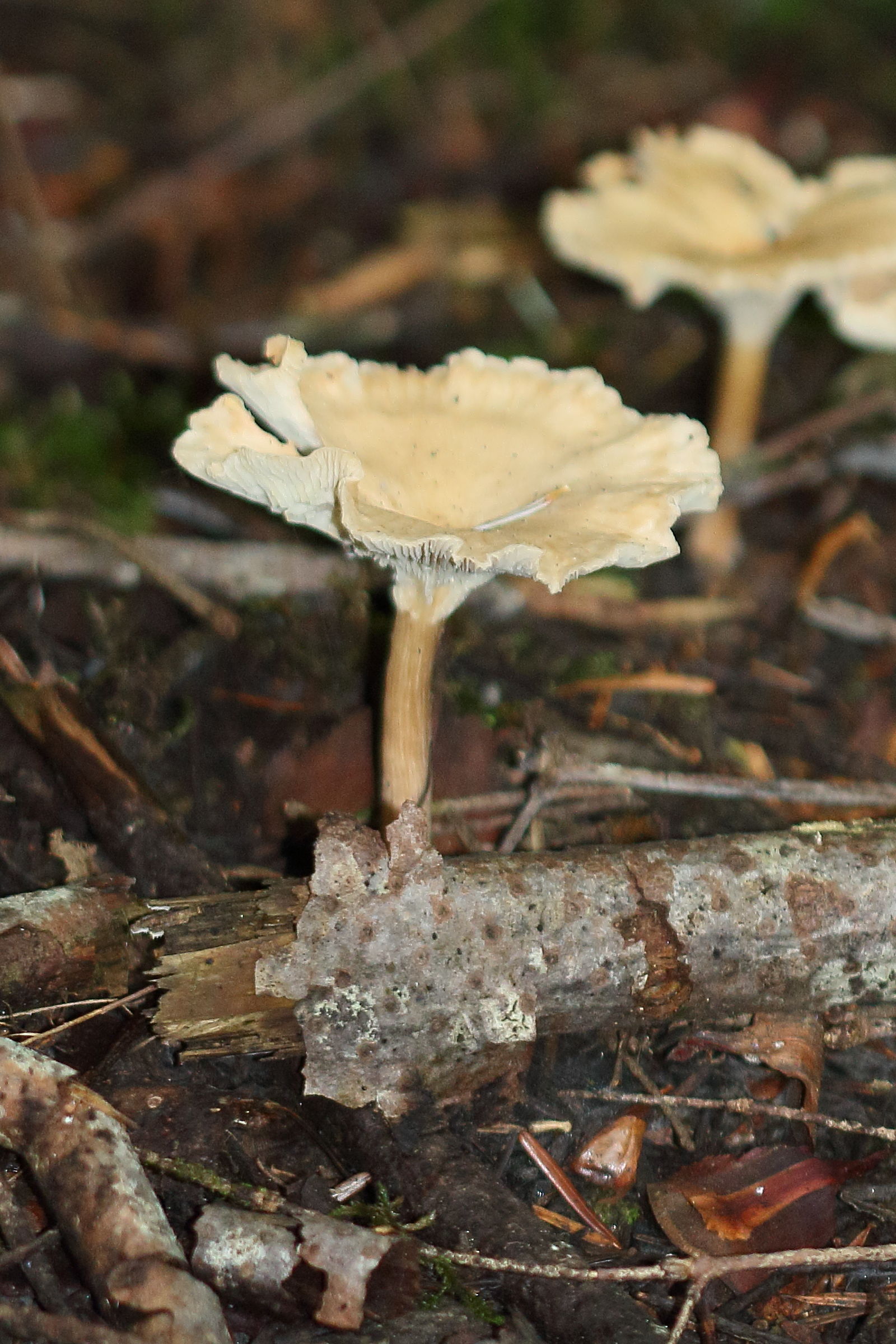 infundibulicybe_costata2md