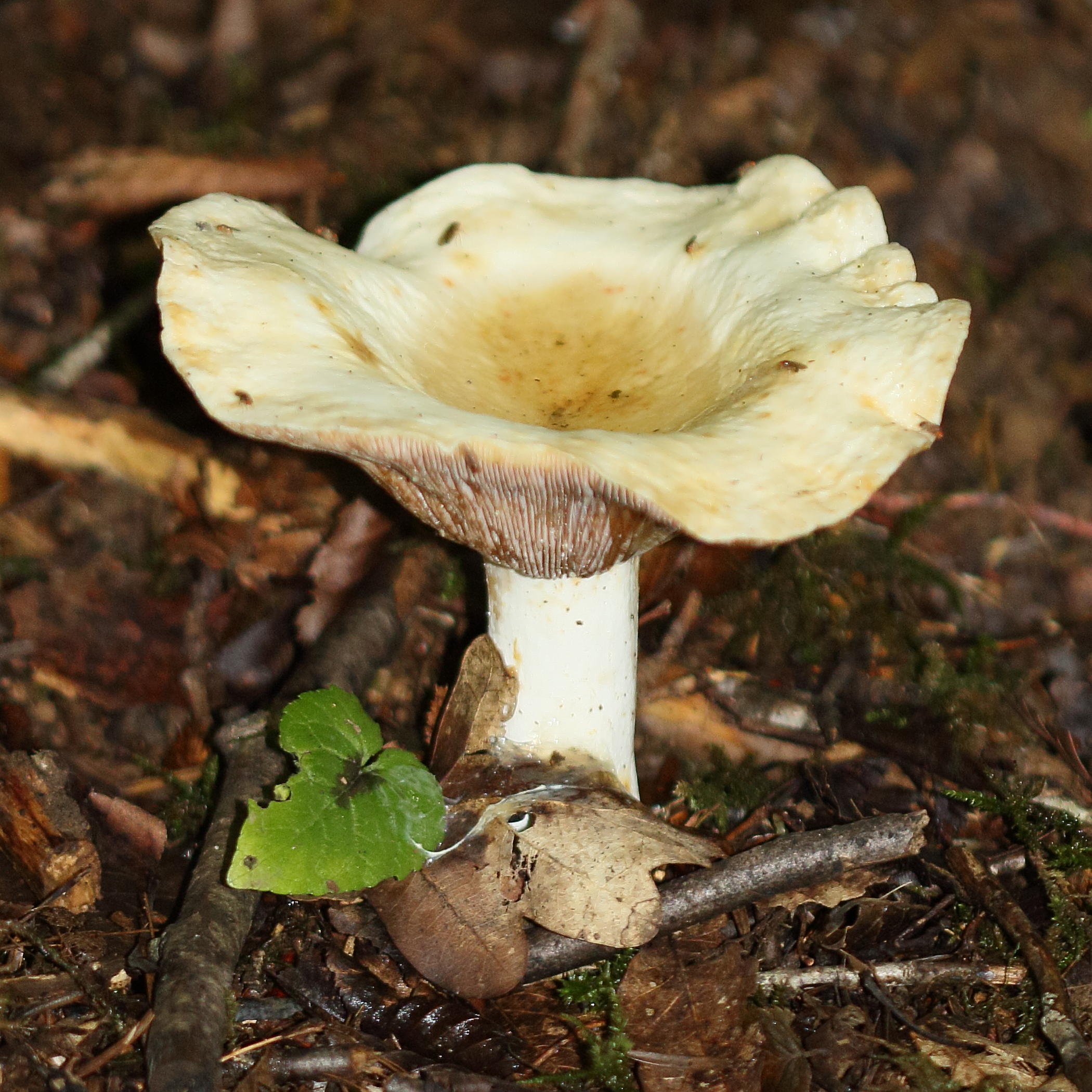 Afficher le média lactifluus_vellerus1md lactifluus_vellerus1md