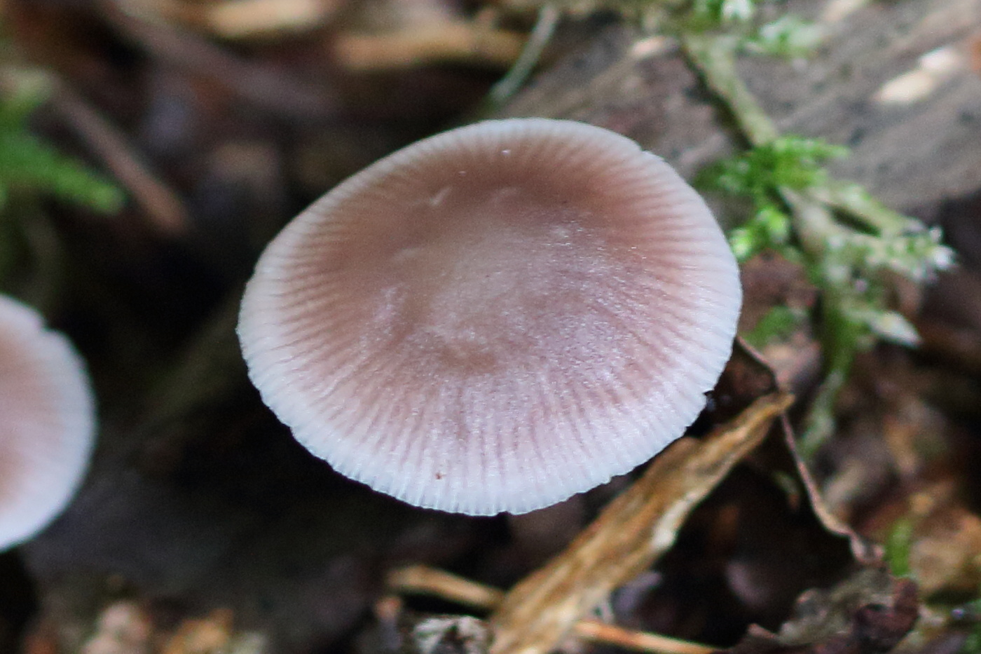 mycena_pura4md