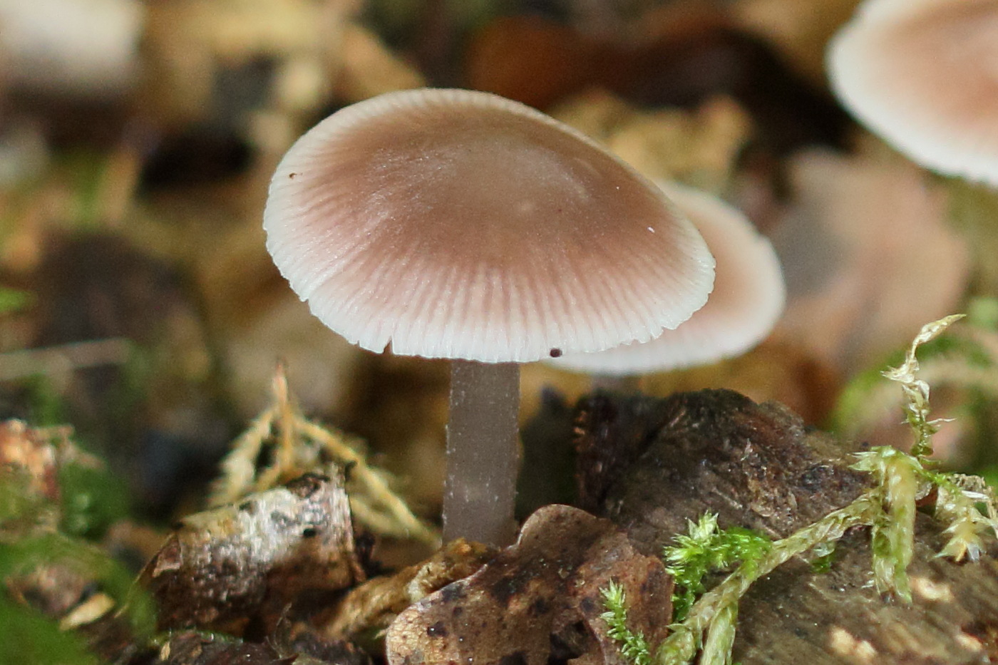 mycena_pura5md