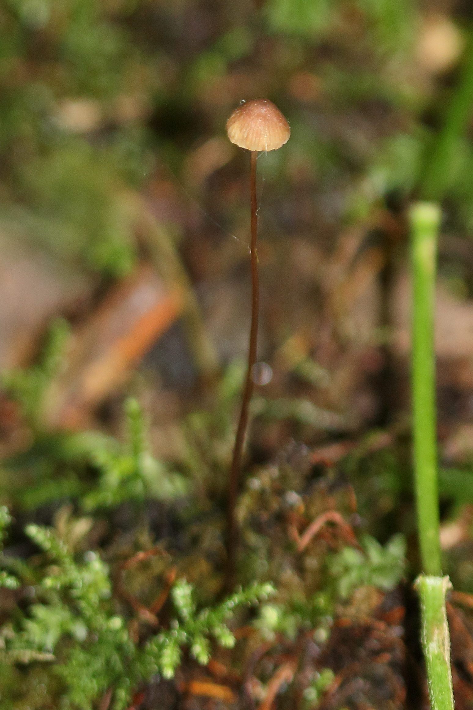 Afficher le média mycena_sanguinolenta1md mycena_sanguinolenta1md