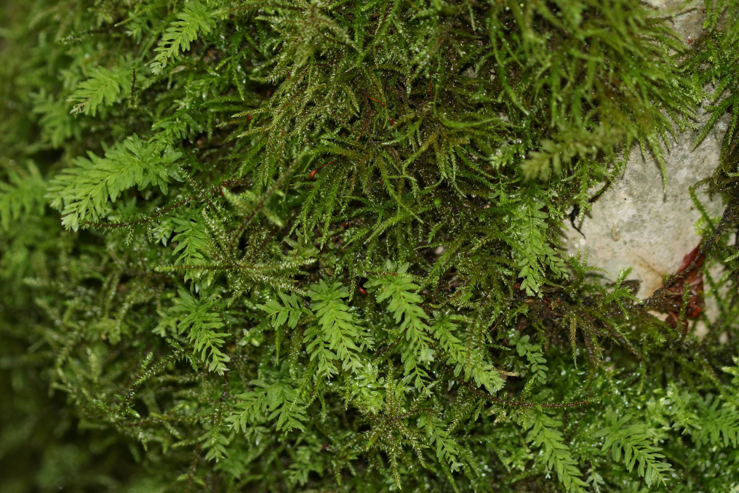 plagiomnium_undulatum1md