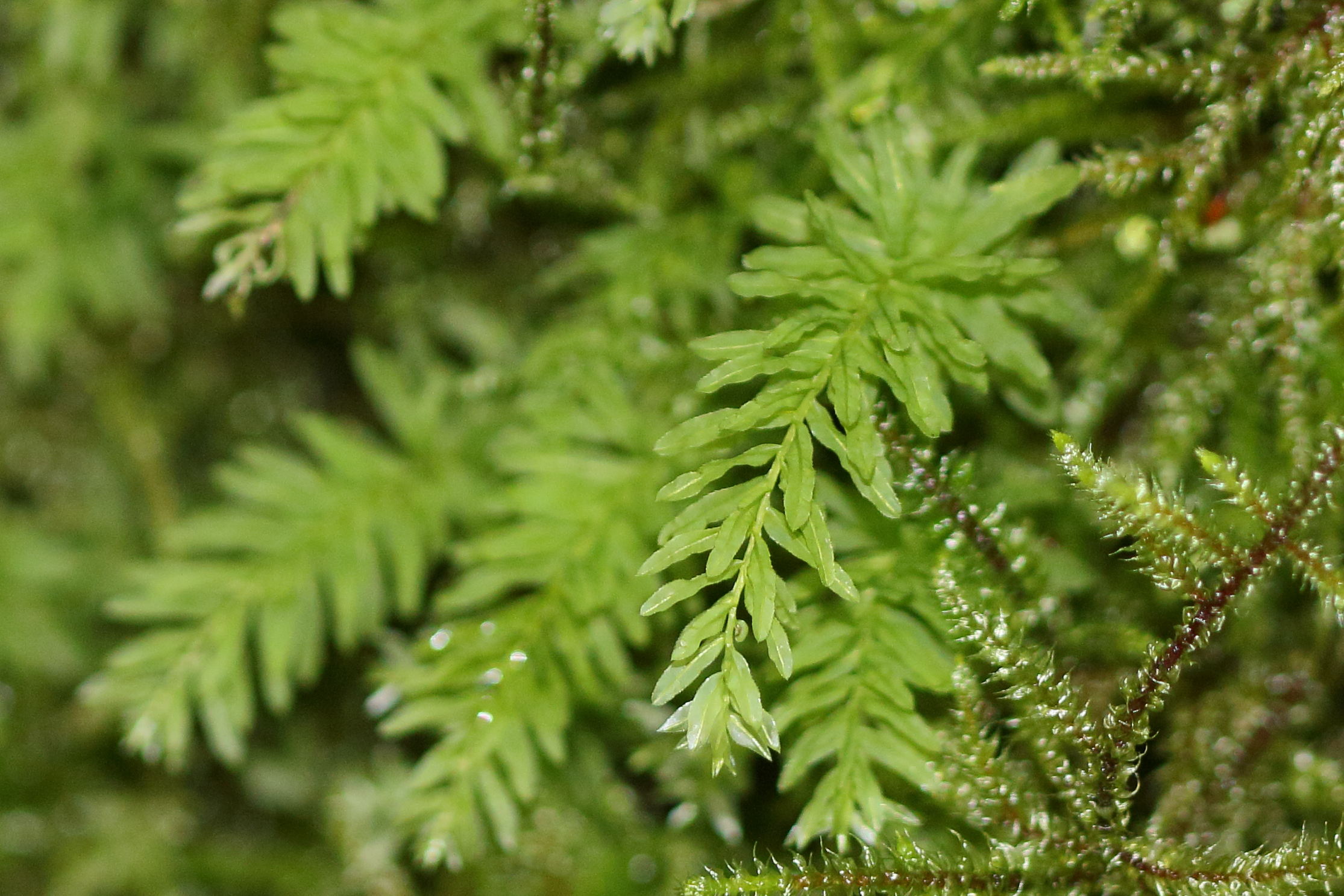 plagiomnium_undulatum2md