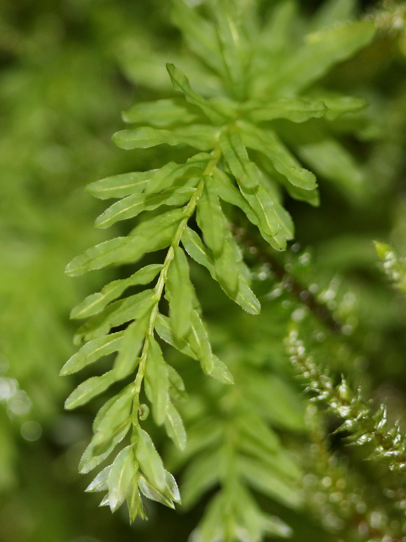 plagiomnium_undulatum3md