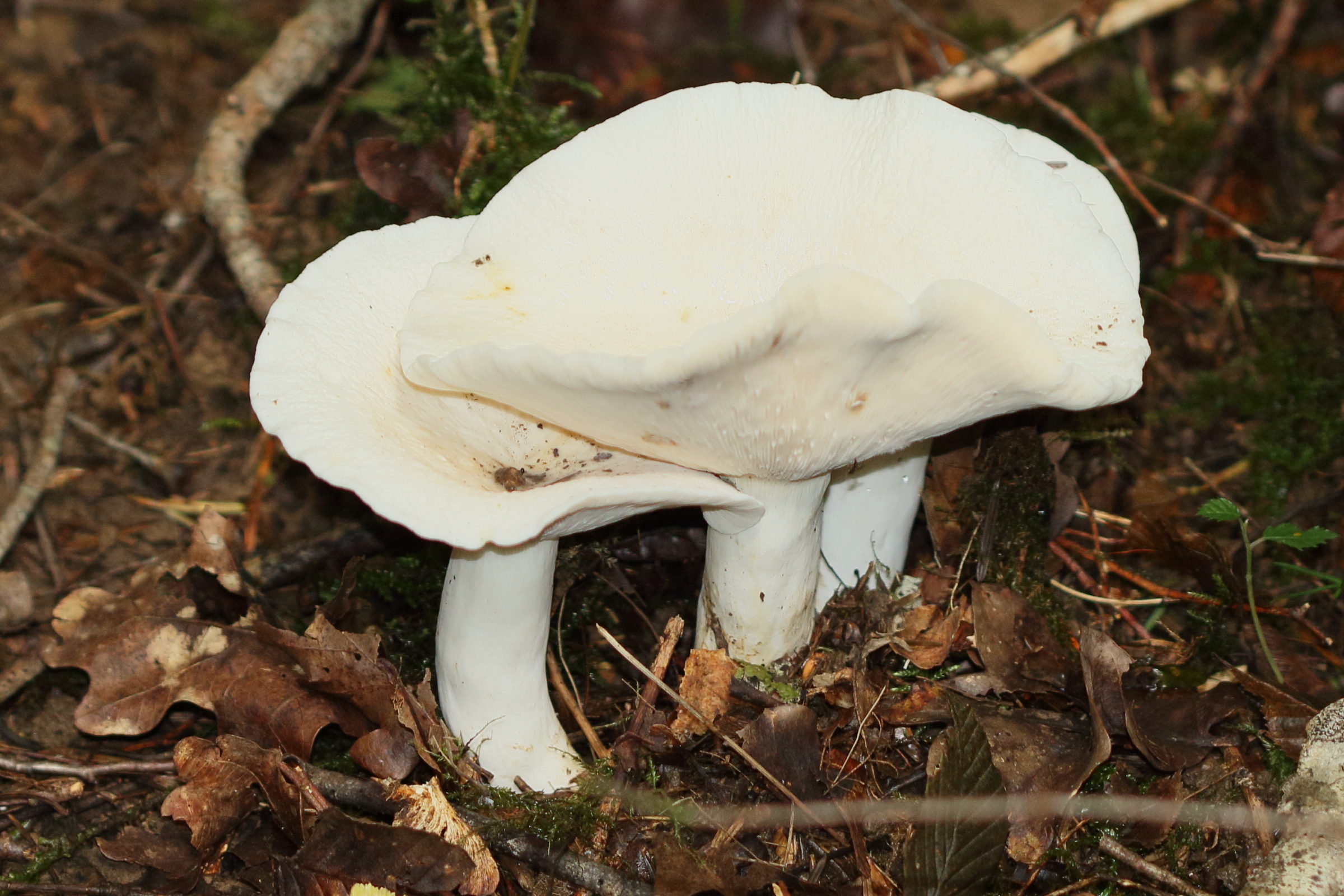 clitocybe_phyllophila1md