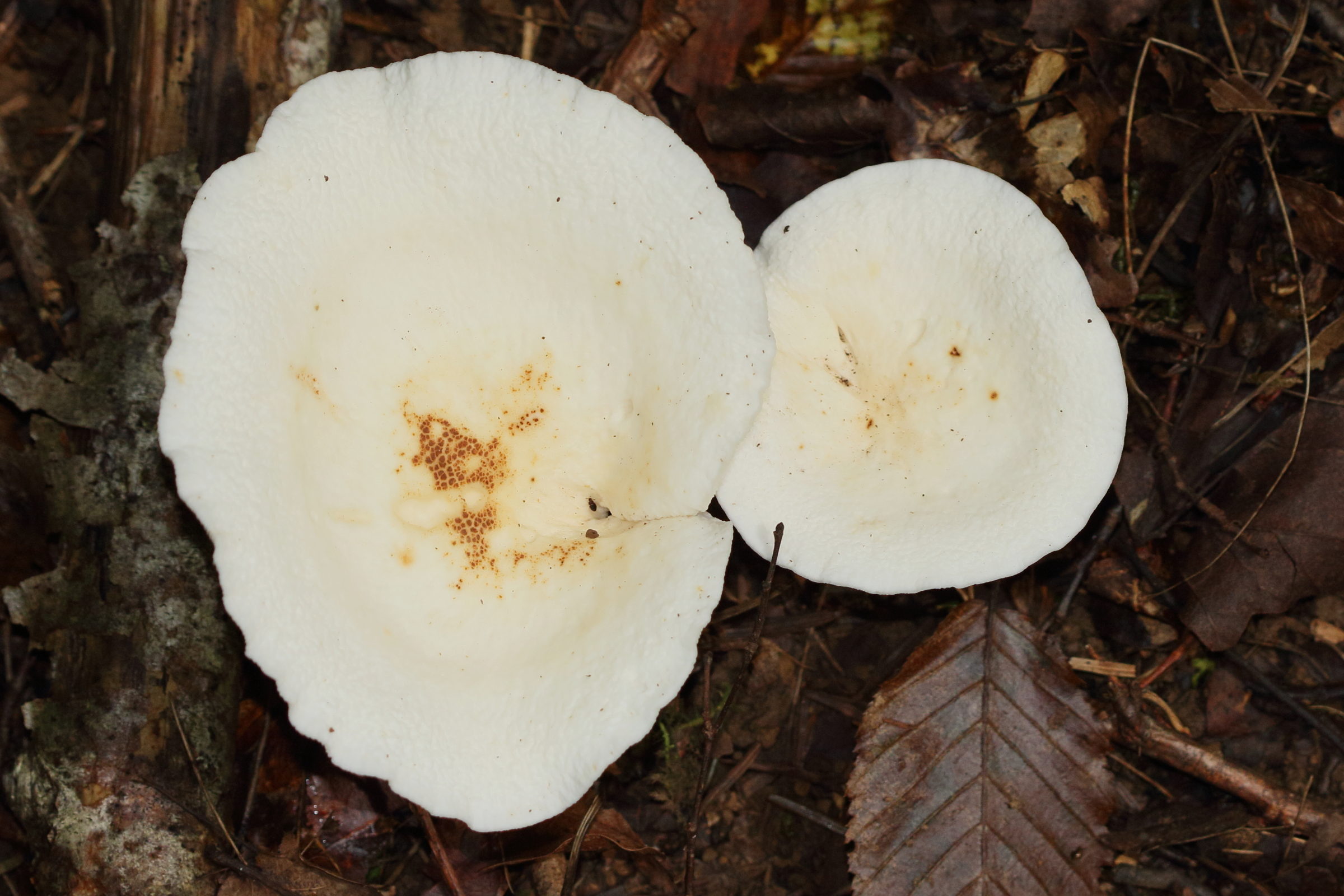 clitocybe_phyllophila2md