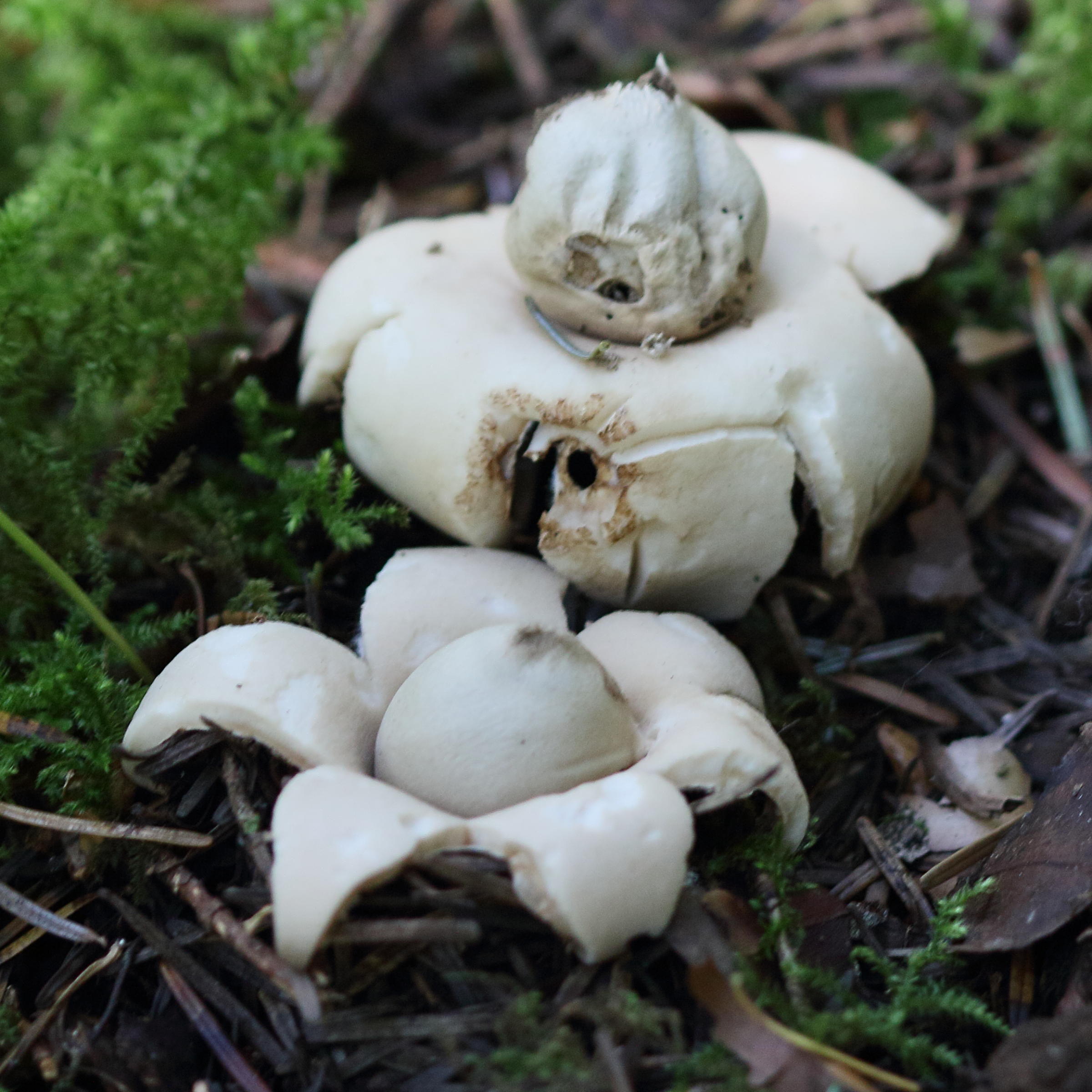 Afficher le média geastrum_fimbriatum1md geastrum_fimbriatum1md