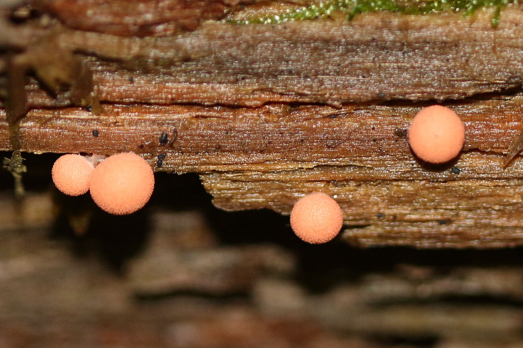 lycogala_epidendrum1md