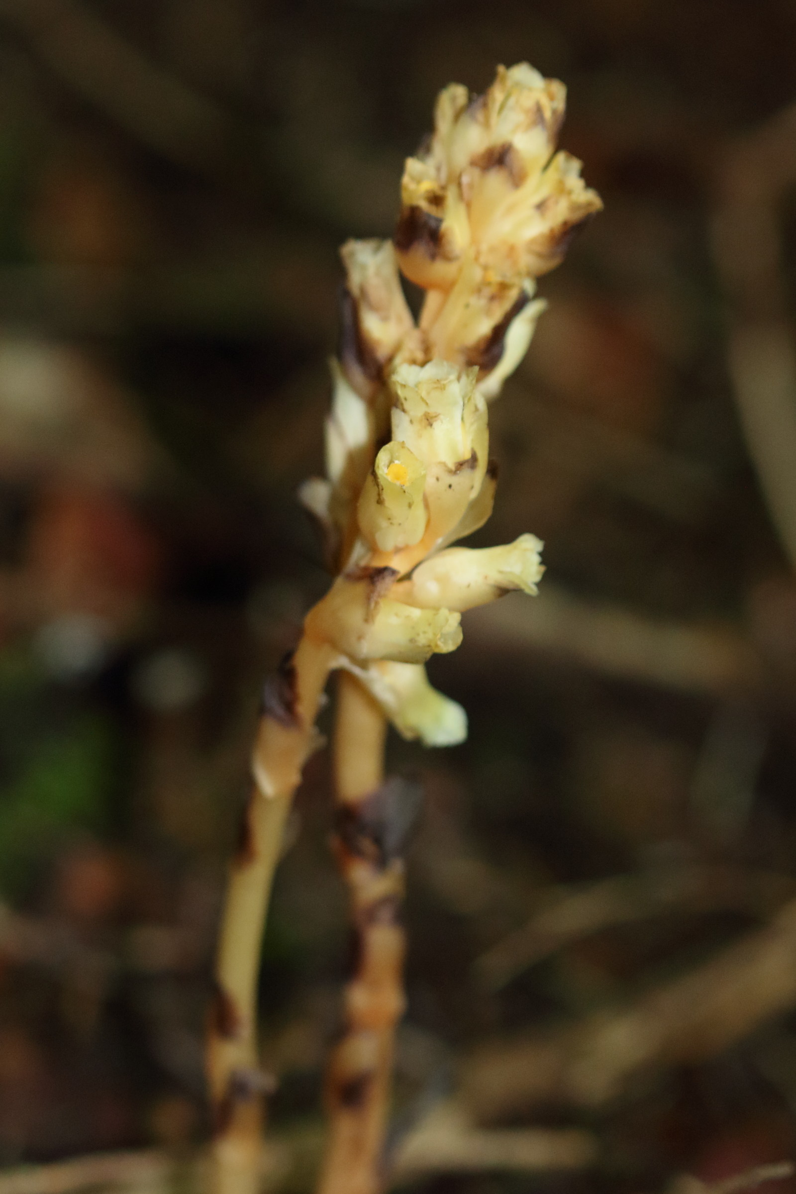 monotropa_hypopitys9md
