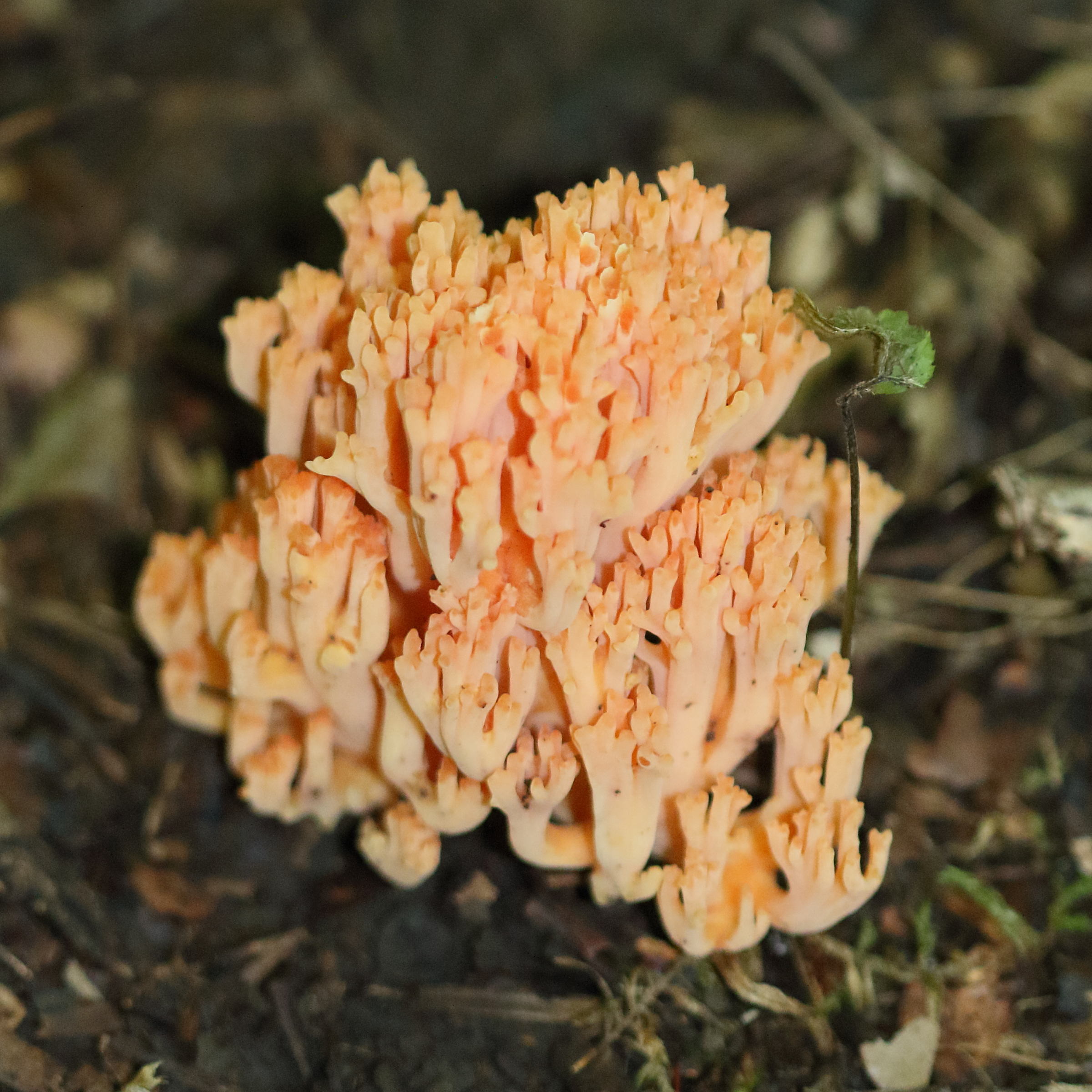 Afficher le média ramaria_subbotrytis1md ramaria_subbotrytis1md