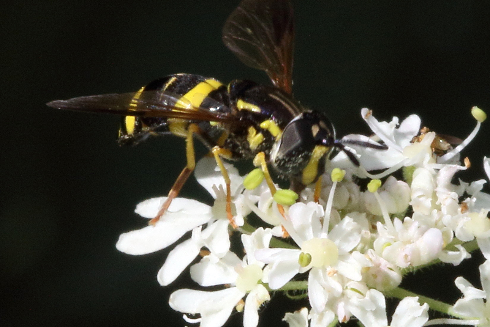 chrysotoxum_bicinctum3md